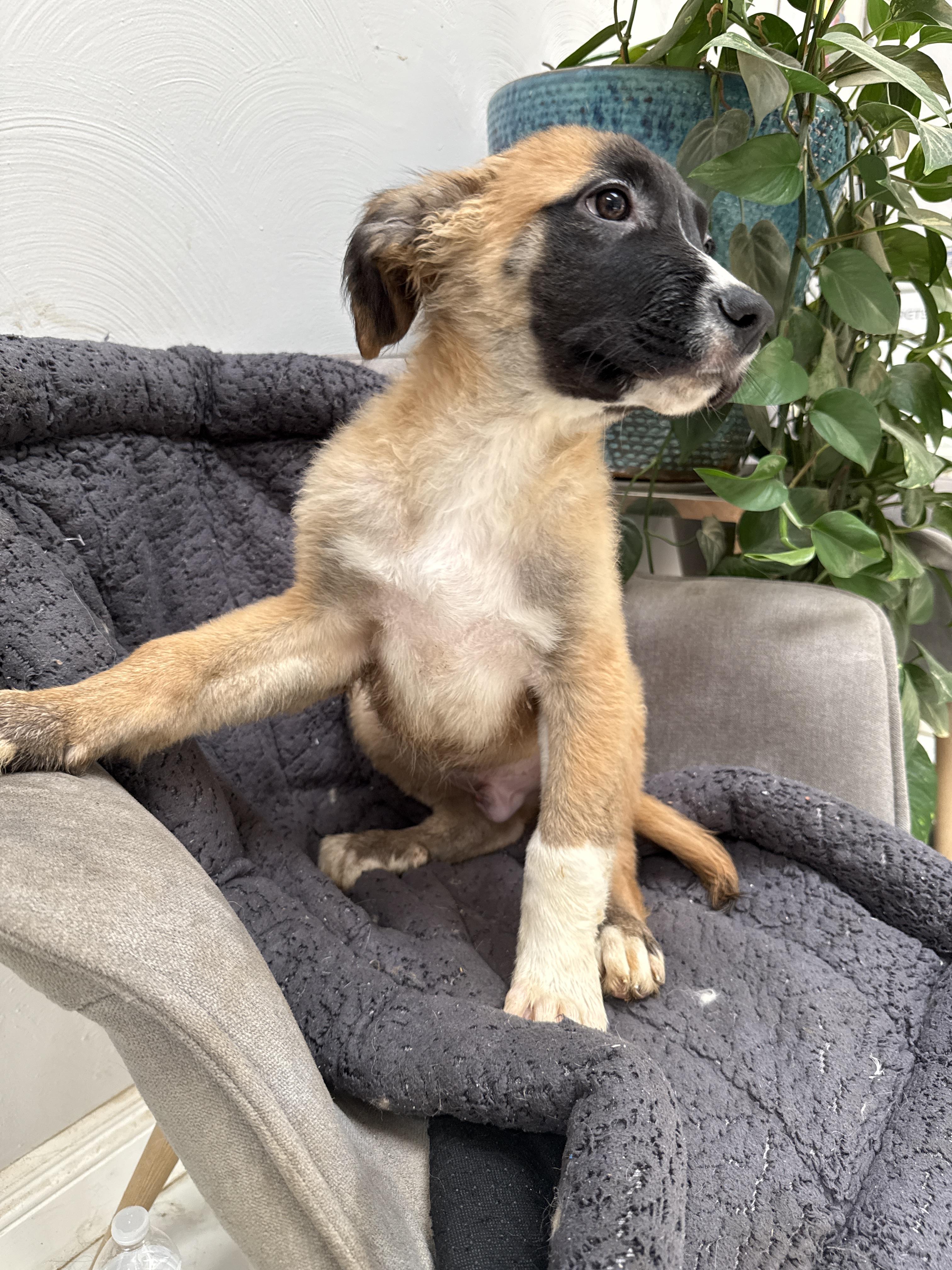 Enlarge Tigger, a Adoptable mixed breed in Bellflower, CA image 3/4