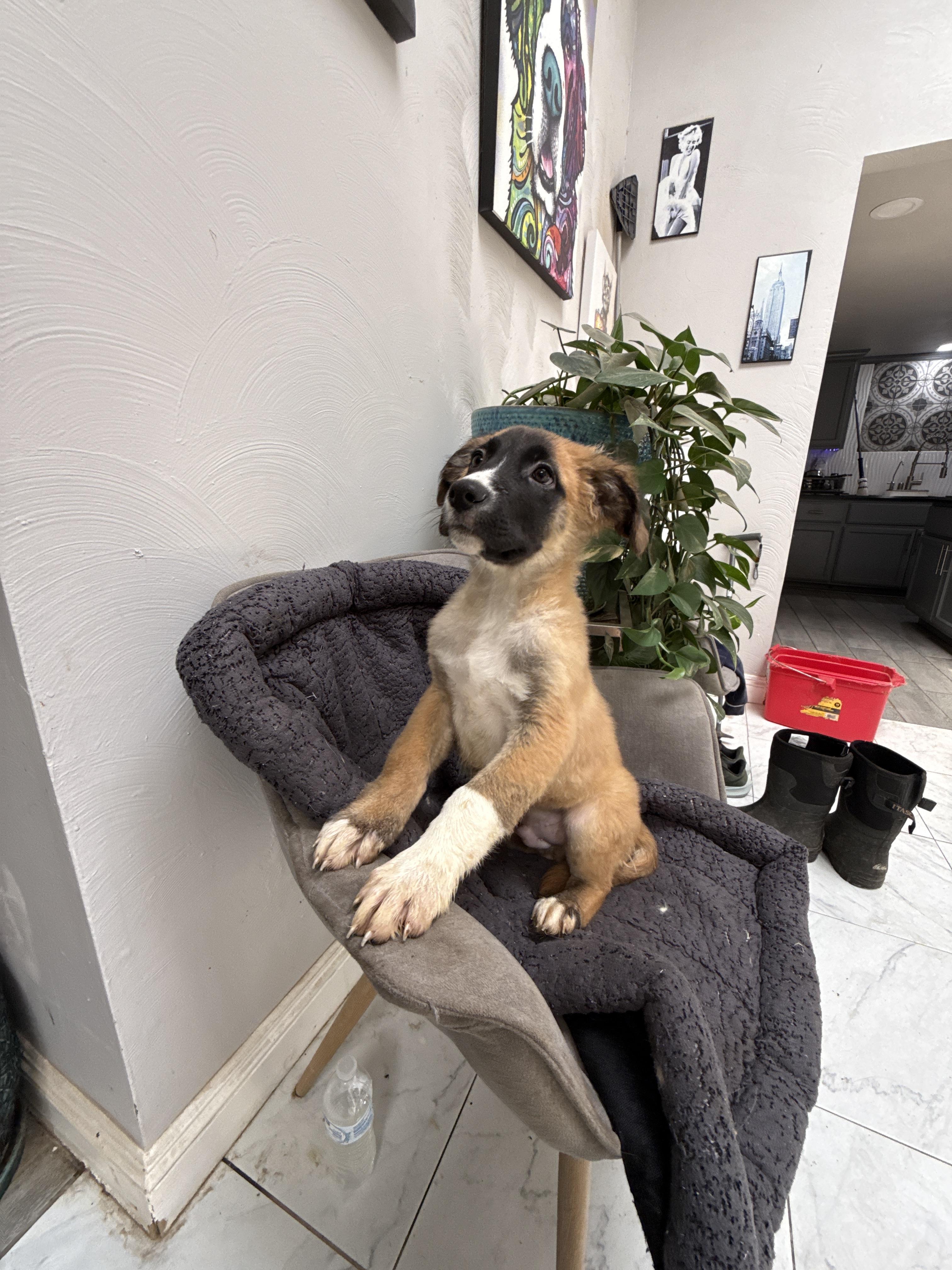 Enlarge Tigger, a Adoptable mixed breed in Bellflower, CA image 4/4