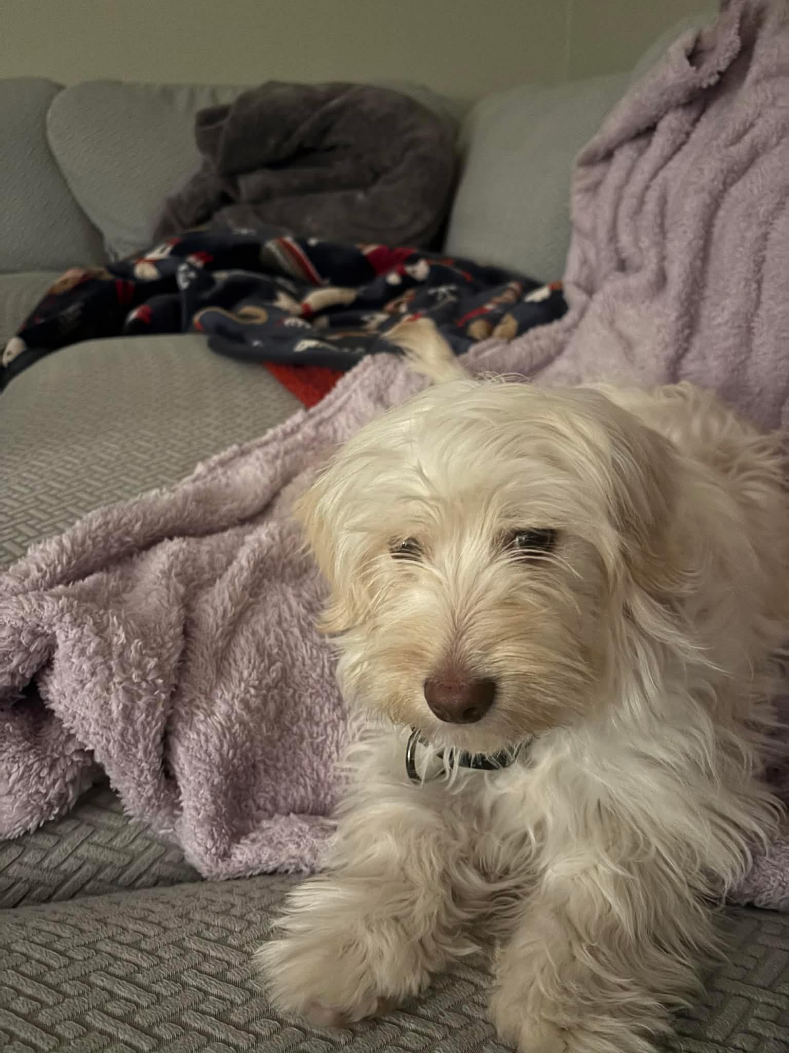 Mickey, adopted, Adult Male Cockapoo.