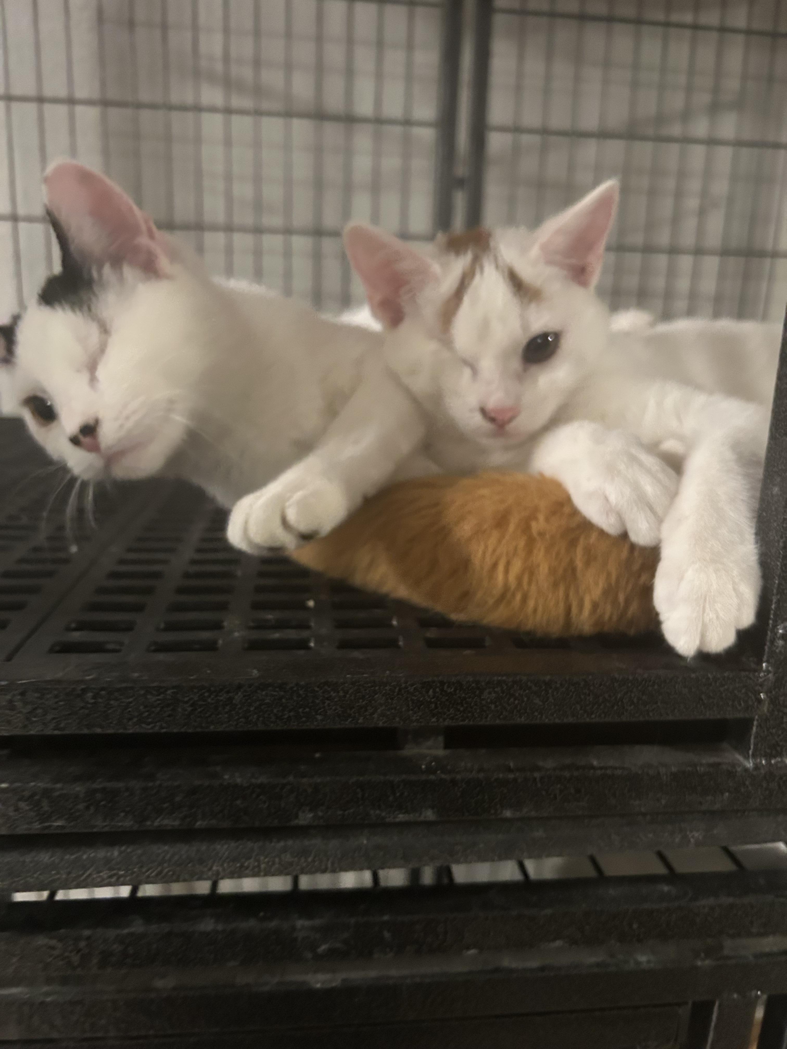 Enlarge Siren, a ADOPTABLE Domestic Short Hair in Tulsa, OK image 2/5