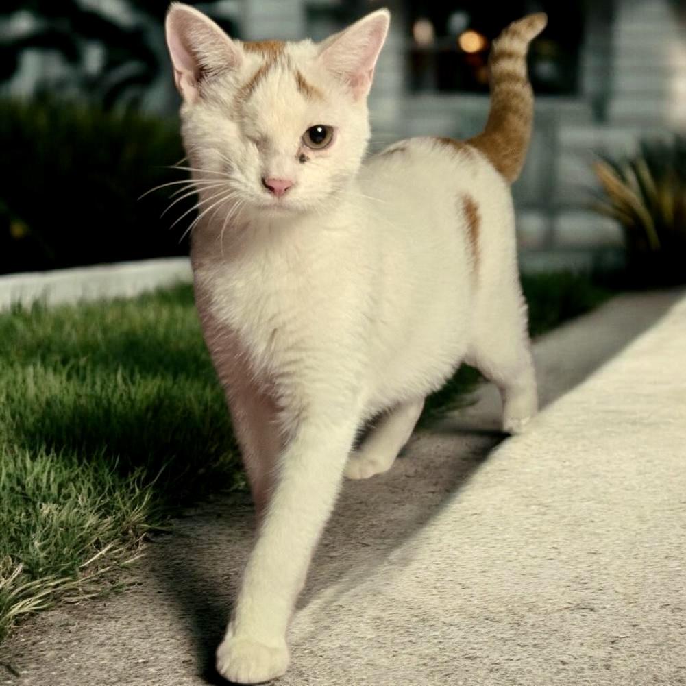 Enlarge Siren, a ADOPTABLE Domestic Short Hair in Tulsa, OK image 3/5