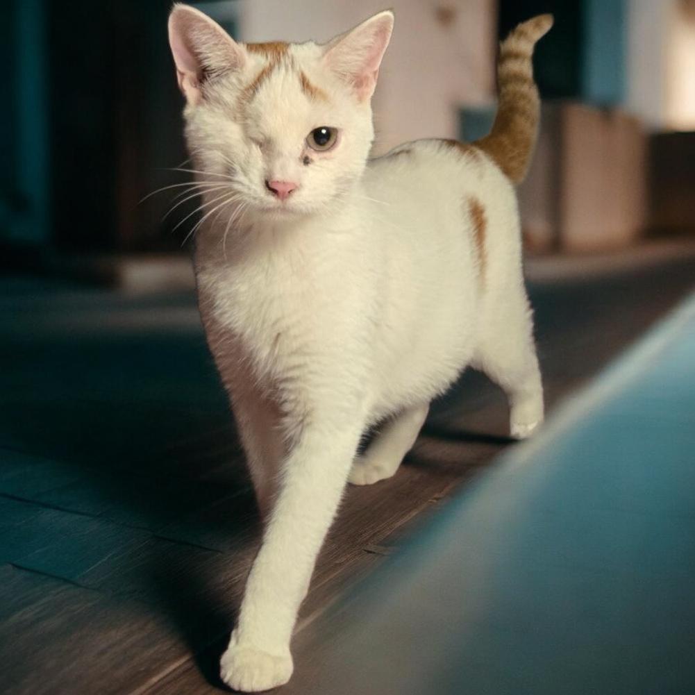 Enlarge Siren, a ADOPTABLE Domestic Short Hair in Tulsa, OK image 1/5