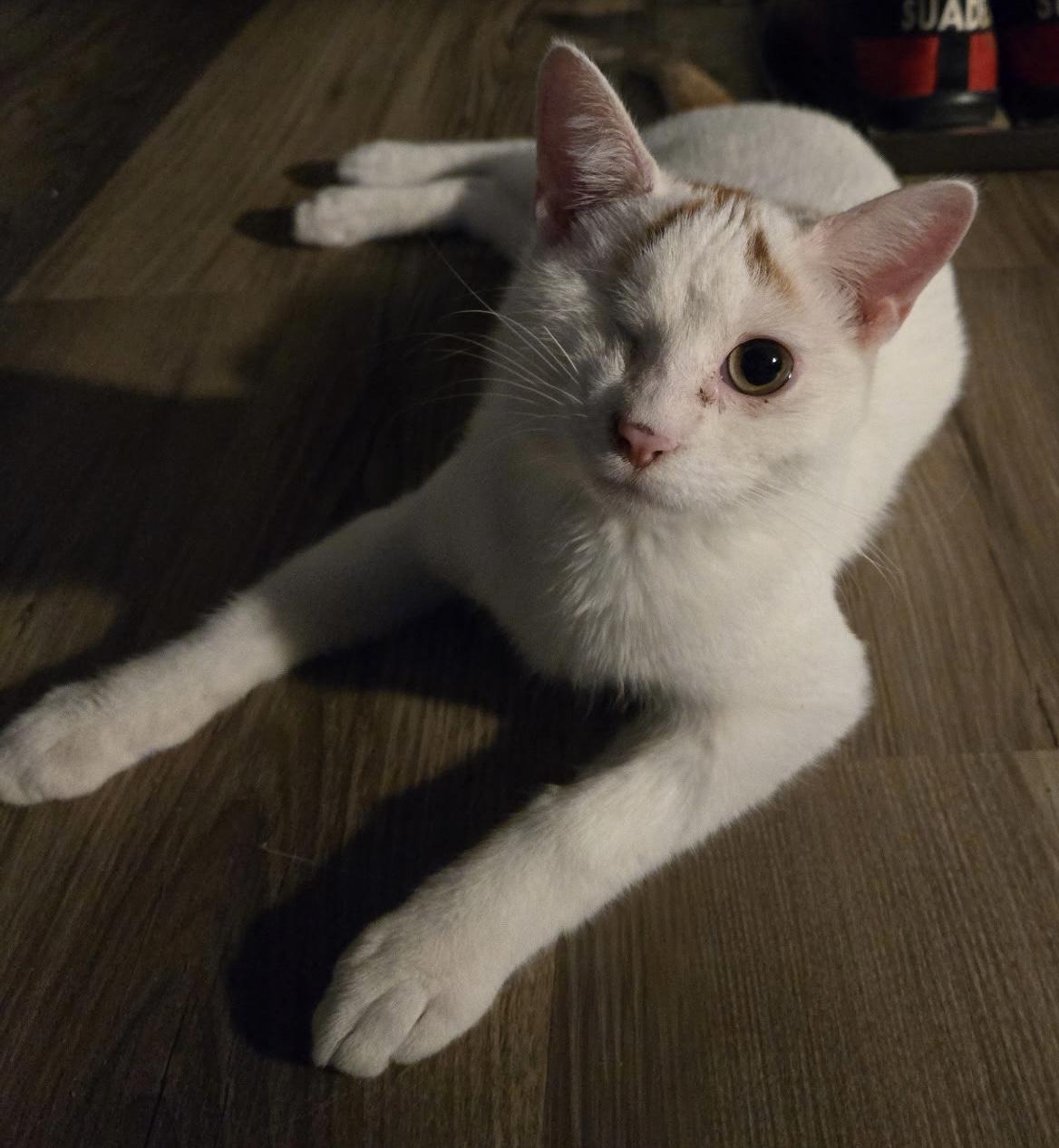 Enlarge Siren, a ADOPTABLE Domestic Short Hair in Tulsa, OK image 5/5