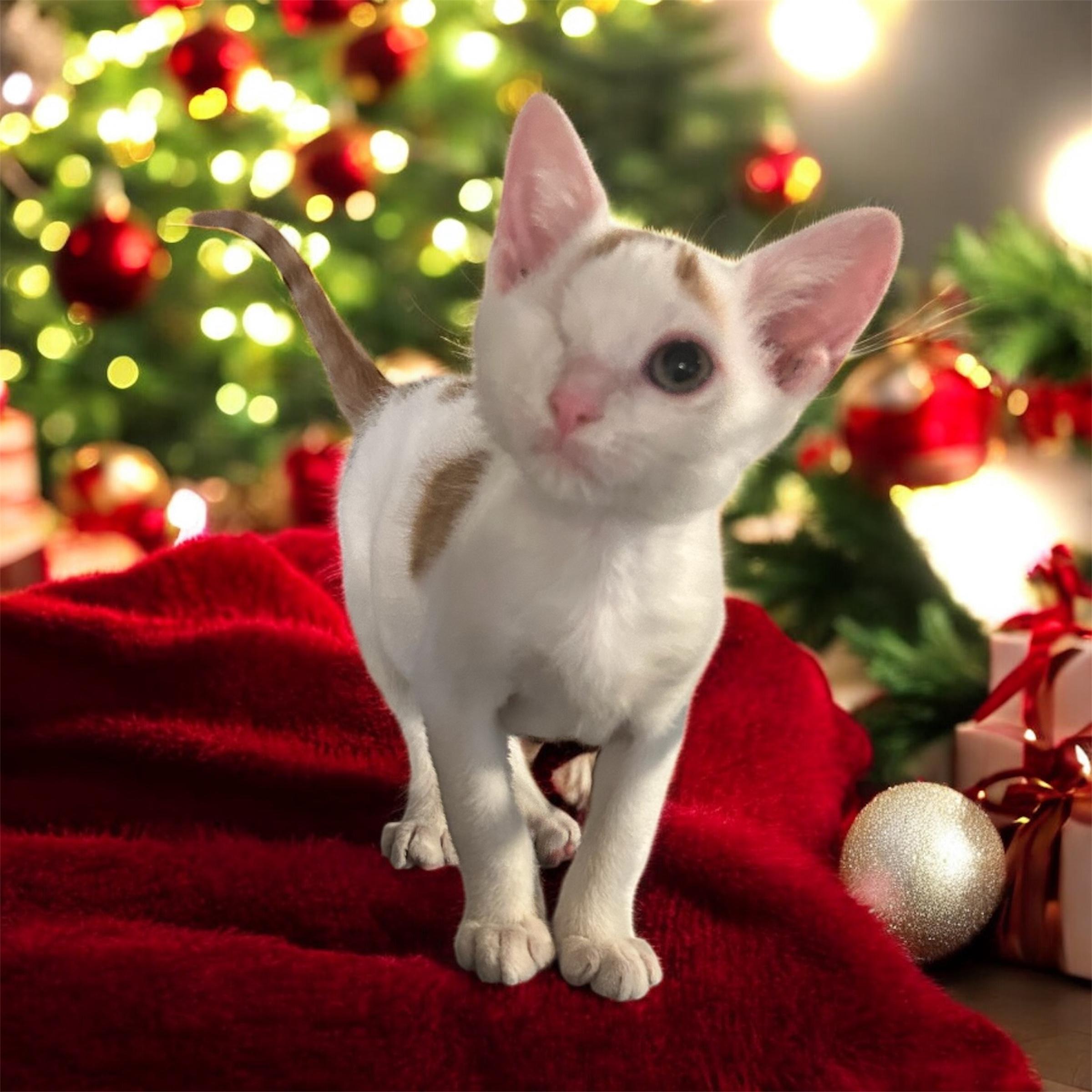 Enlarge Siren, a ADOPTABLE Domestic Short Hair in Tulsa, OK image 4/5