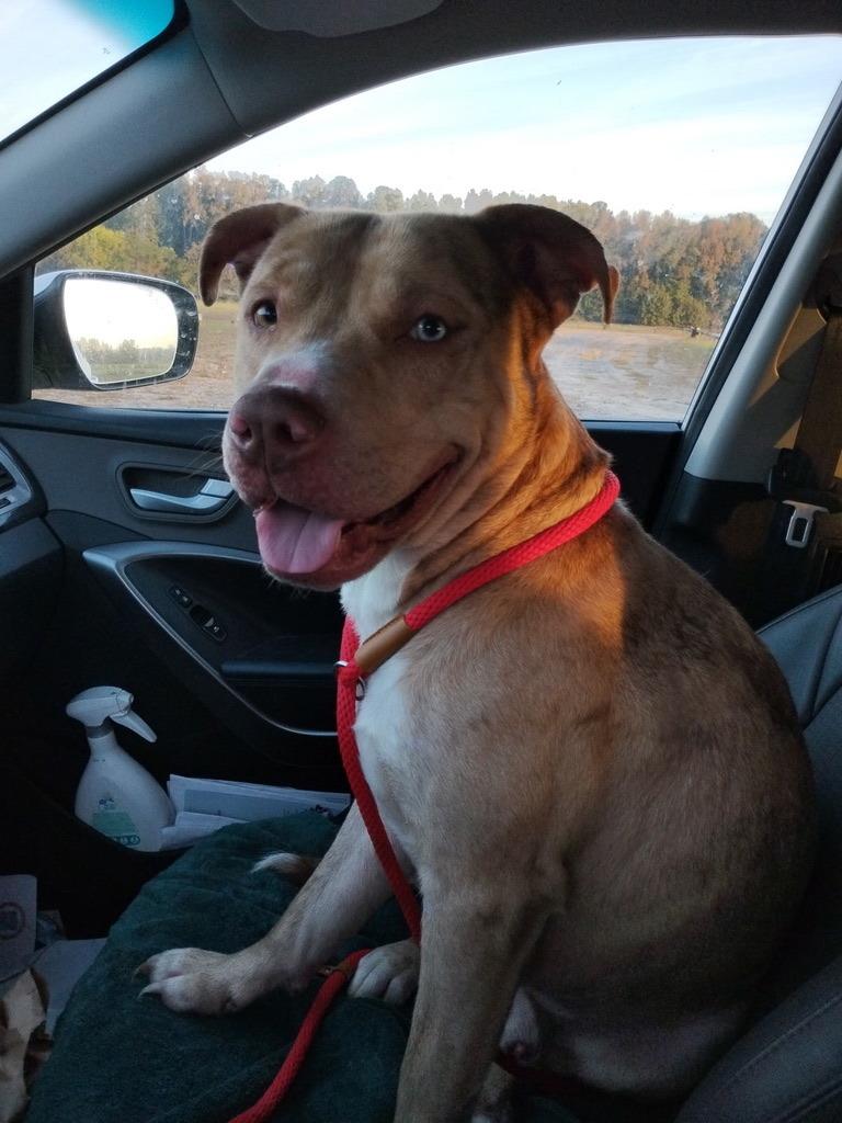 Enlarge Loyal, a Adoptable mixed breed in Petersburg, VA image 2/6