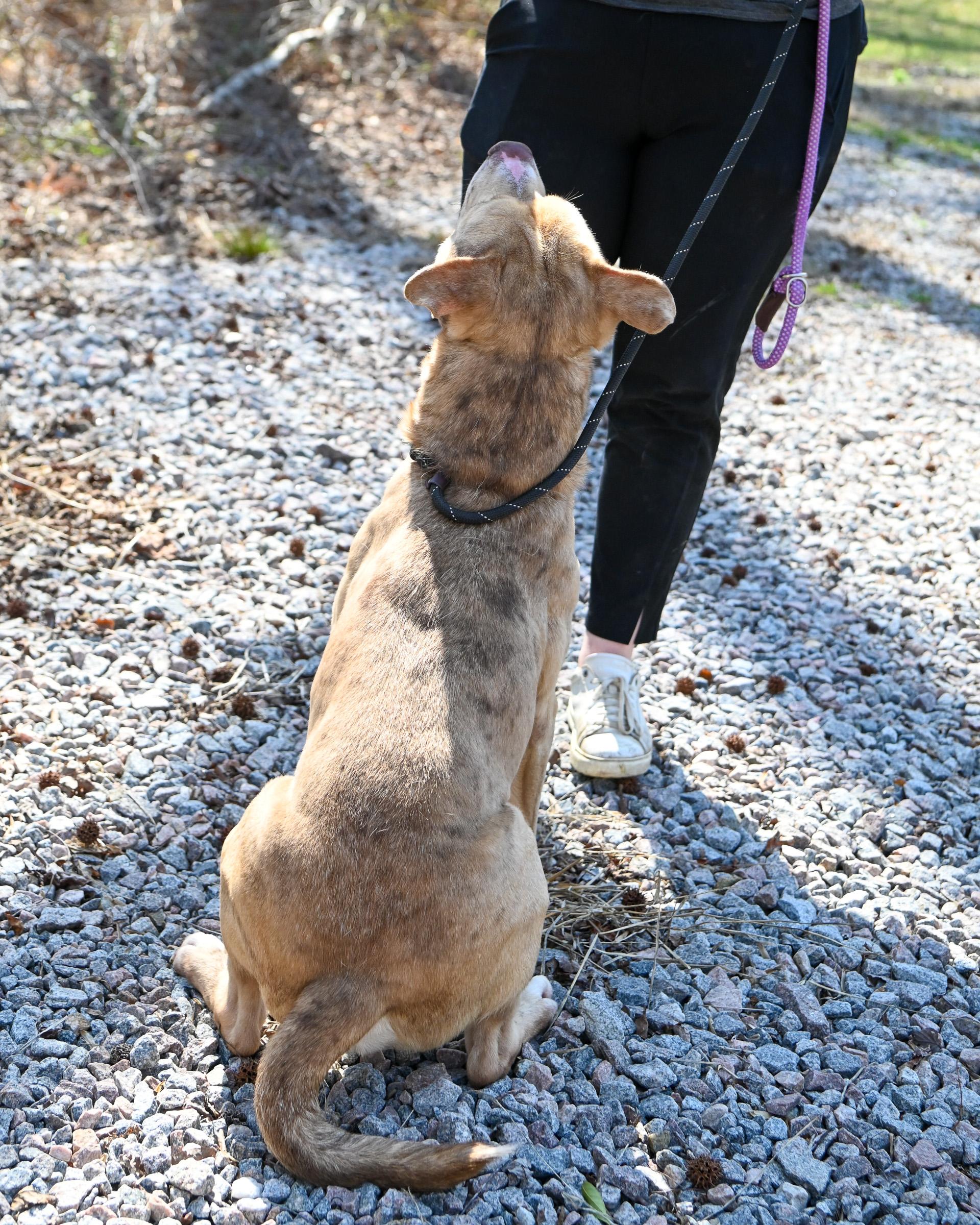 Enlarge Loyal, a Adoptable mixed breed in Petersburg, VA image 3/6
