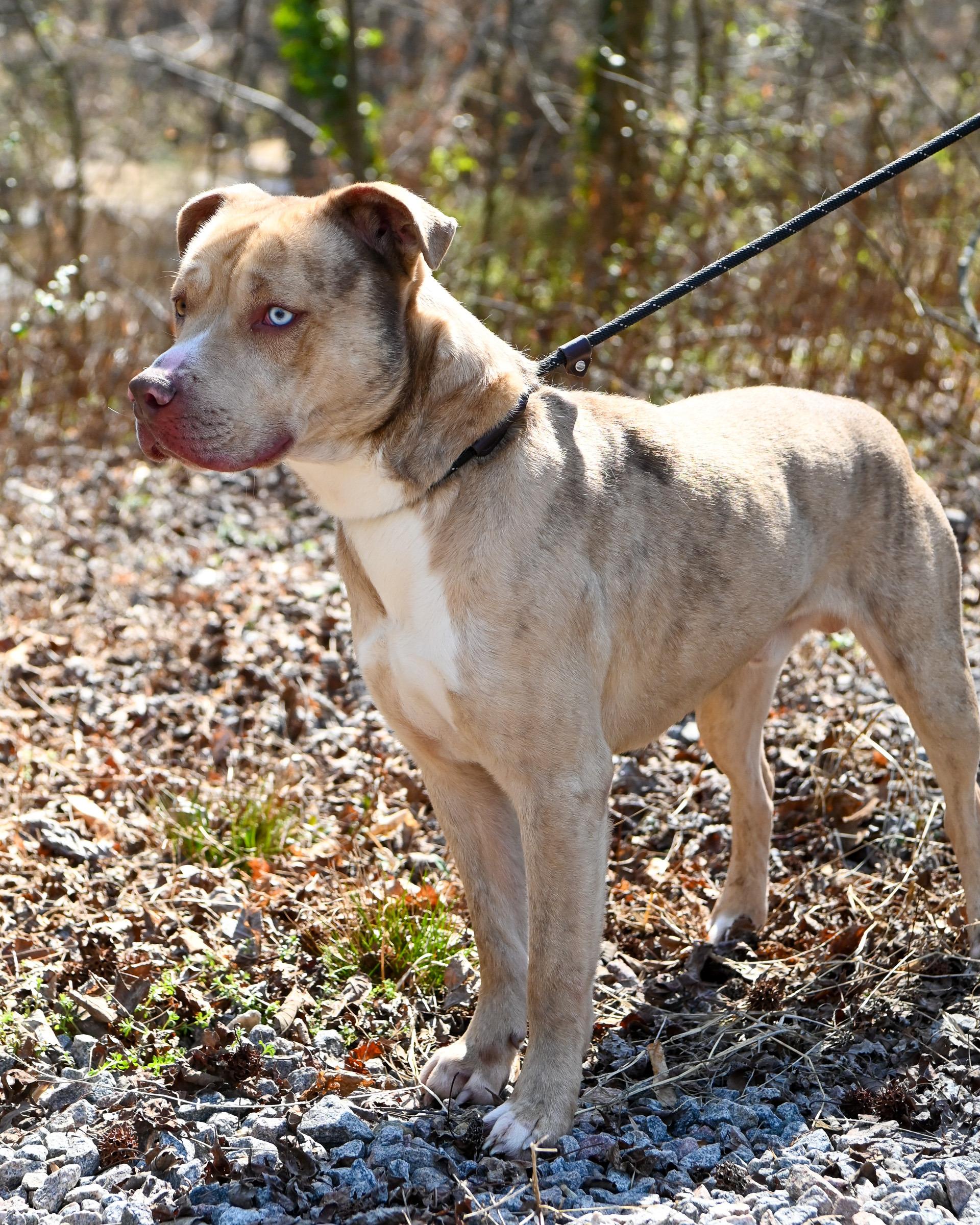 Enlarge Loyal, a Adoptable mixed breed in Petersburg, VA image 3/6