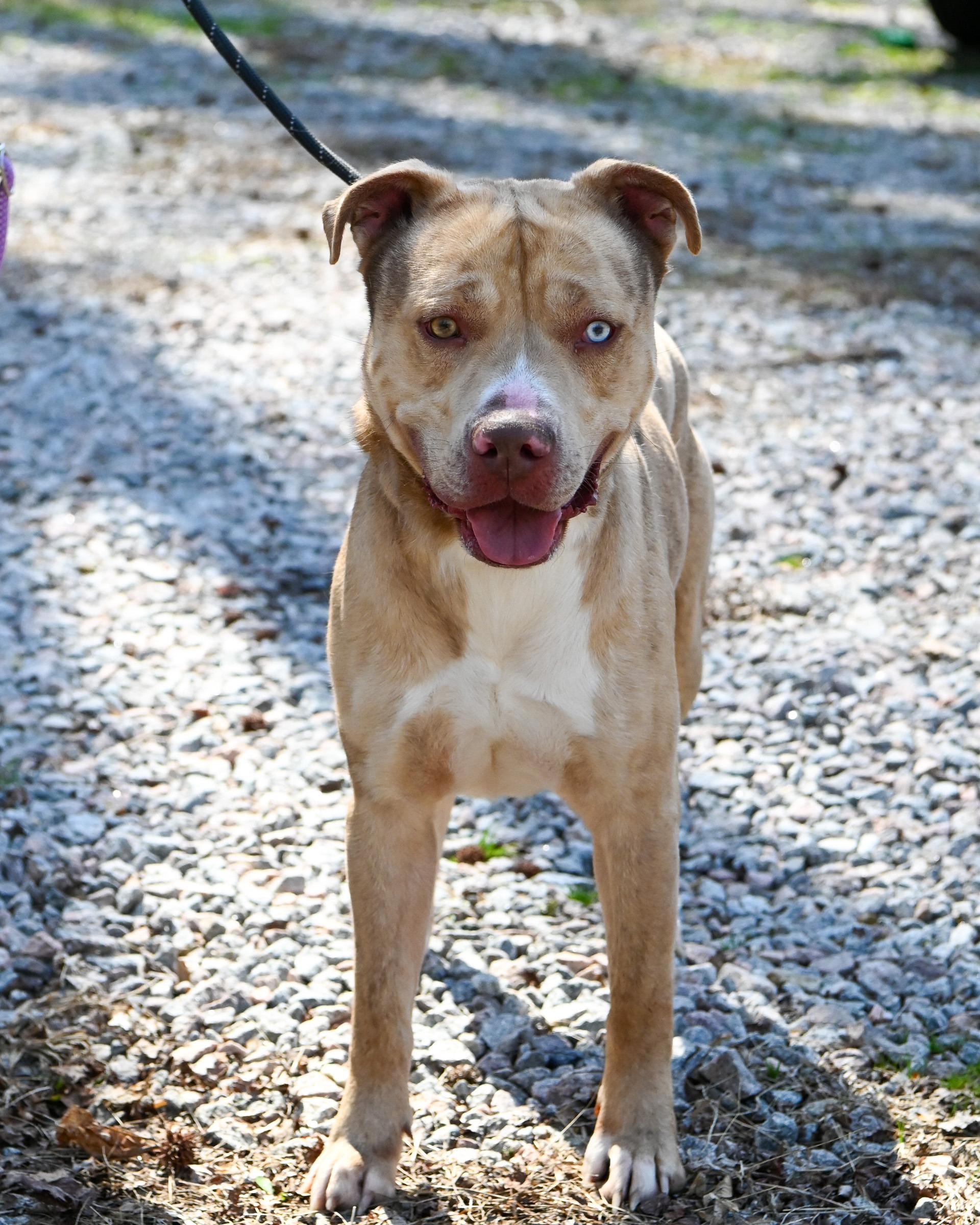 Enlarge Loyal, a Adoptable mixed breed in Petersburg, VA image 1/6