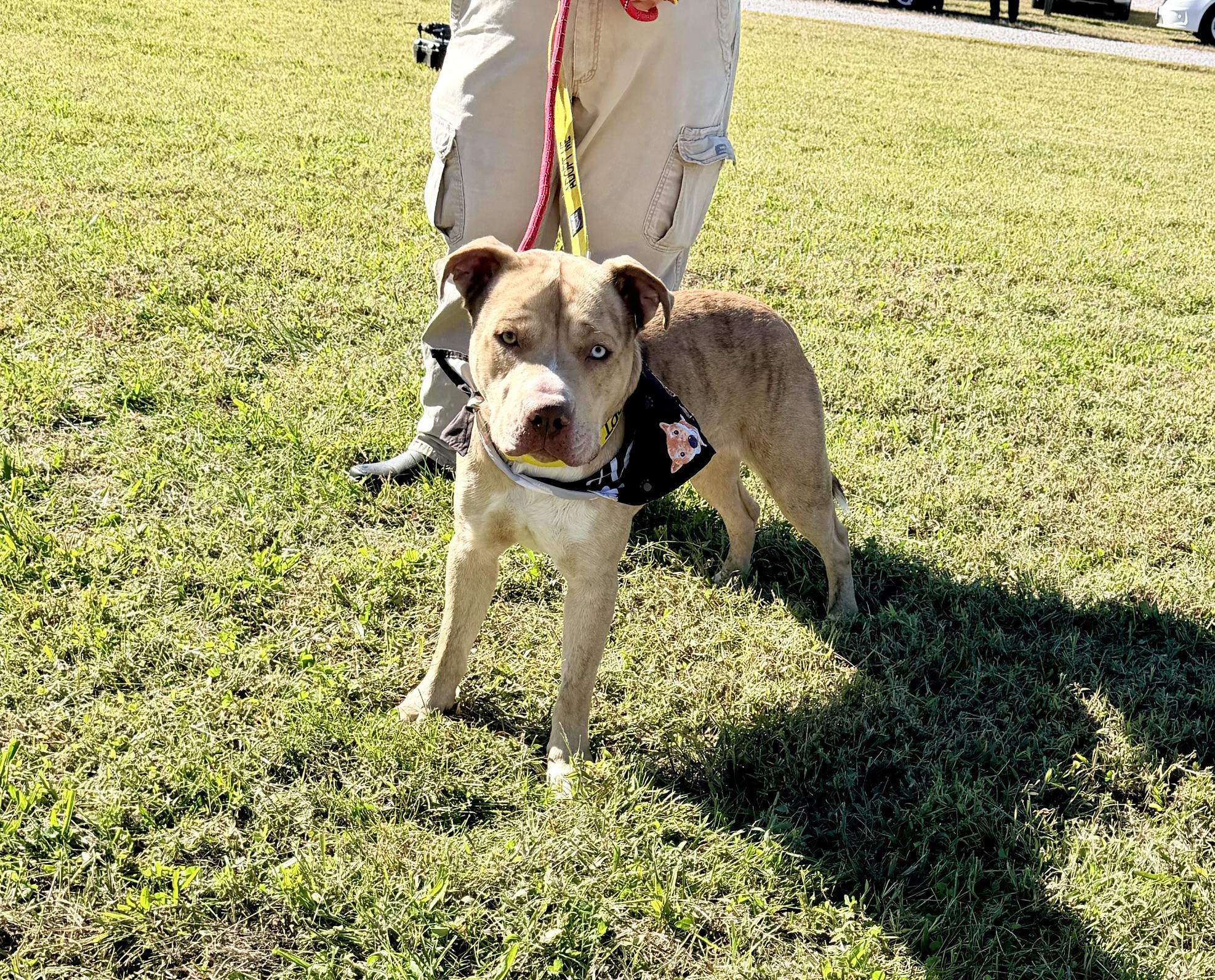 Loyal, Adoptable, Young Male Catahoula Leopard Dog.