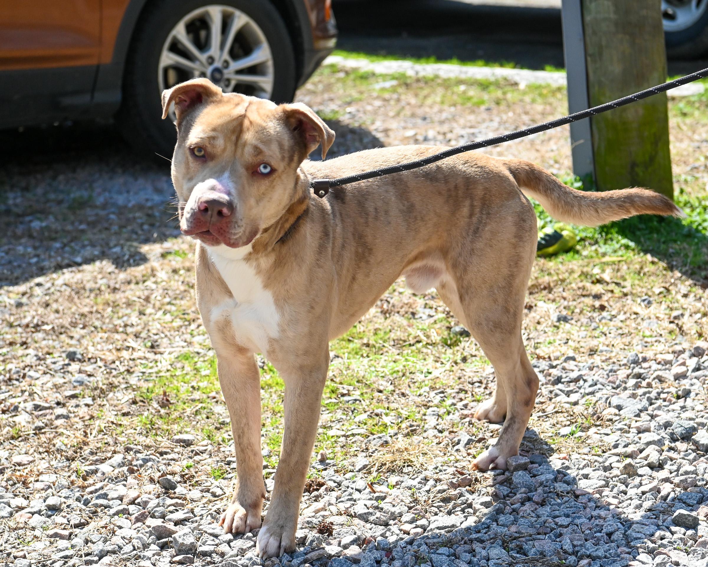 Loyal, Adoptable, Young Male Catahoula Leopard Dog.