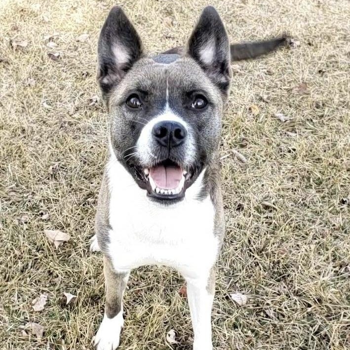 Fidget, a Adoptable mixed breed in Wheeling, IL image 2/6