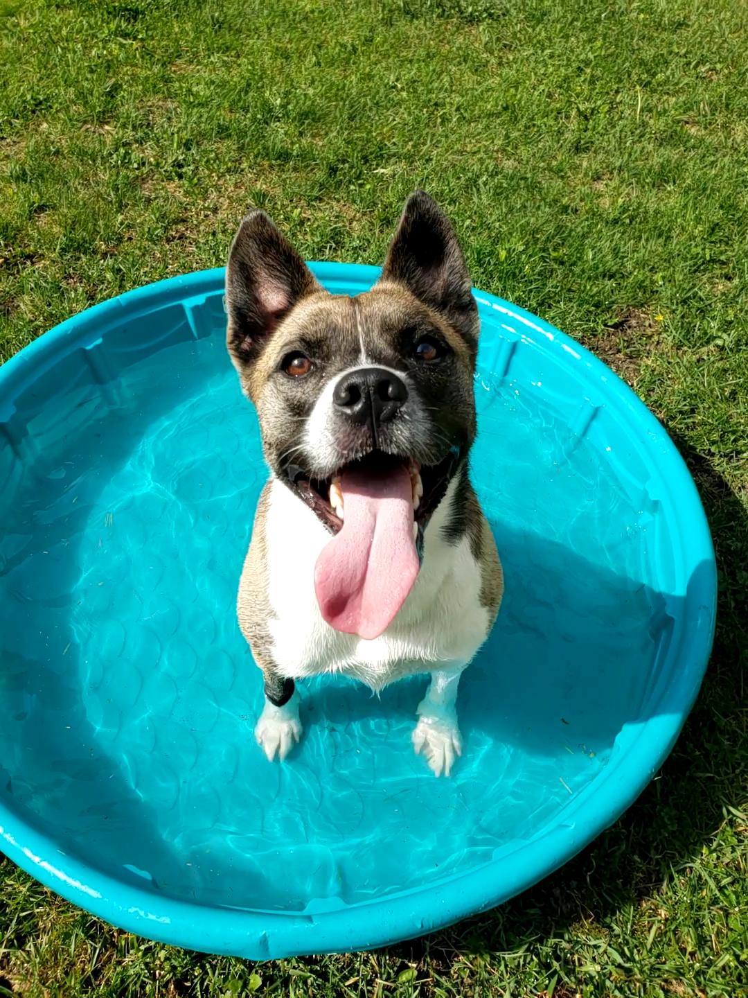 Fidget, a Adoptable mixed breed in Wheeling, IL image 1/6