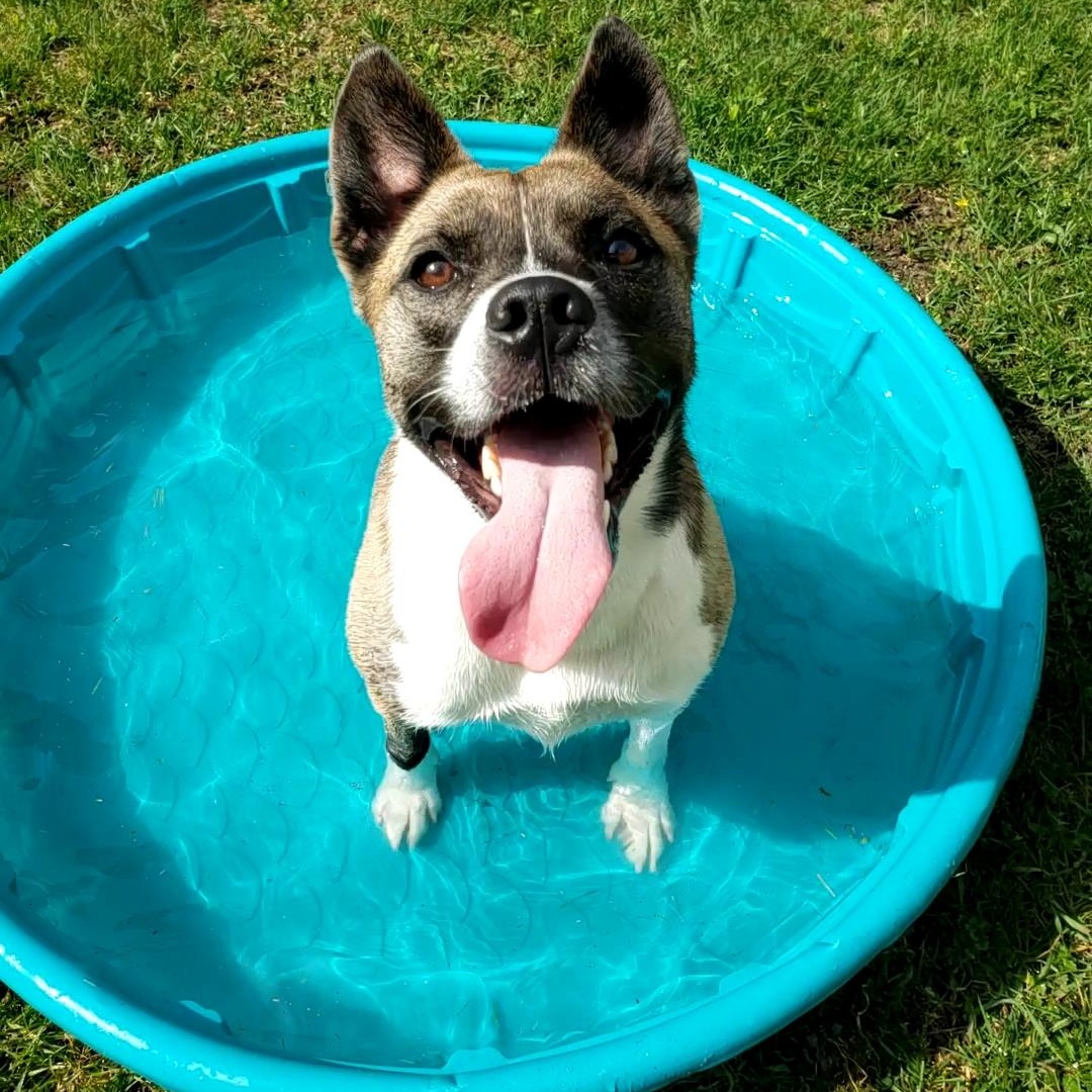 Enlarge Fidget, a Adoptable mixed breed in Wheeling, IL image 1/6