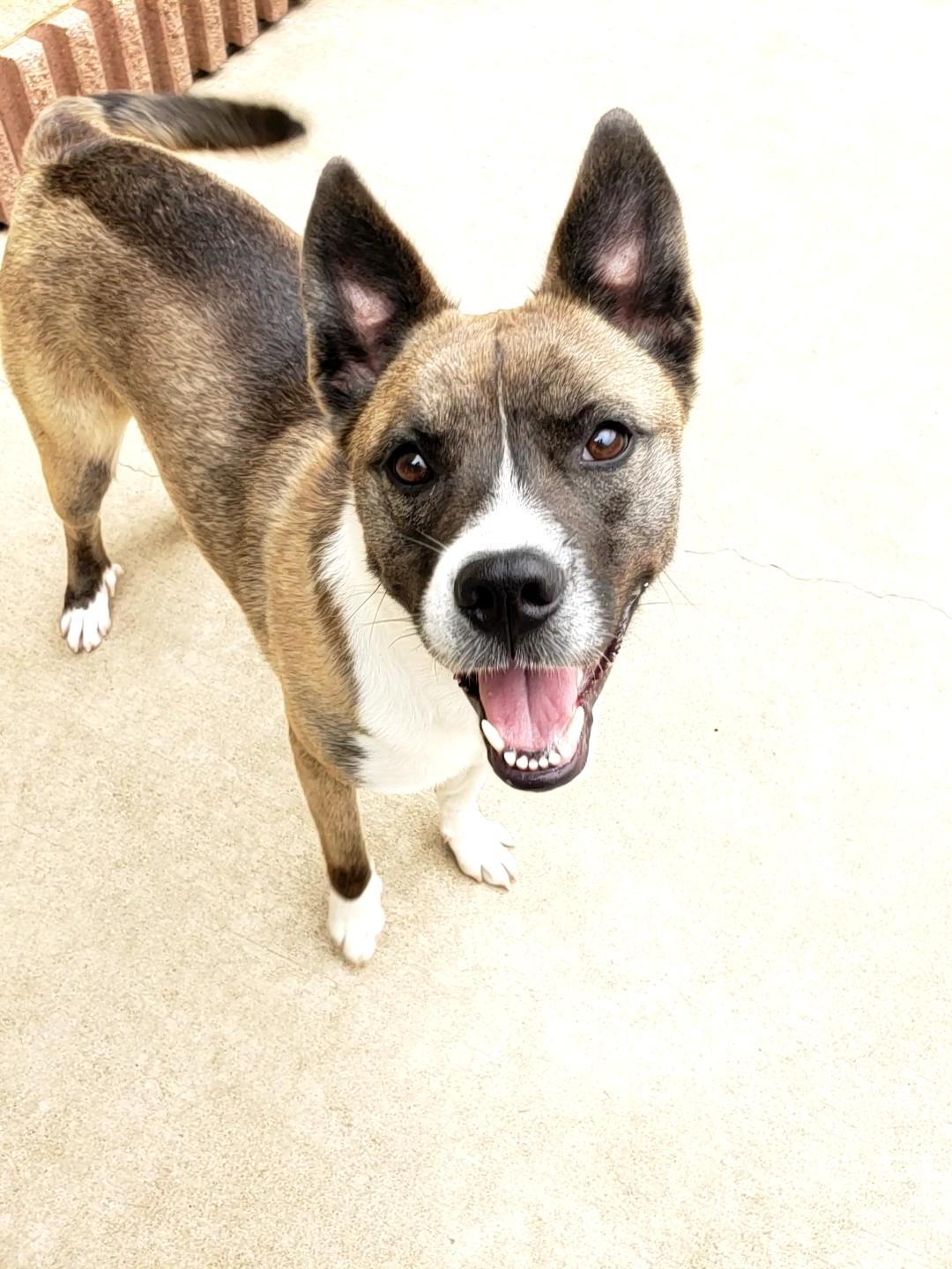 Fidget, a Adoptable mixed breed in Wheeling, IL image 3/6