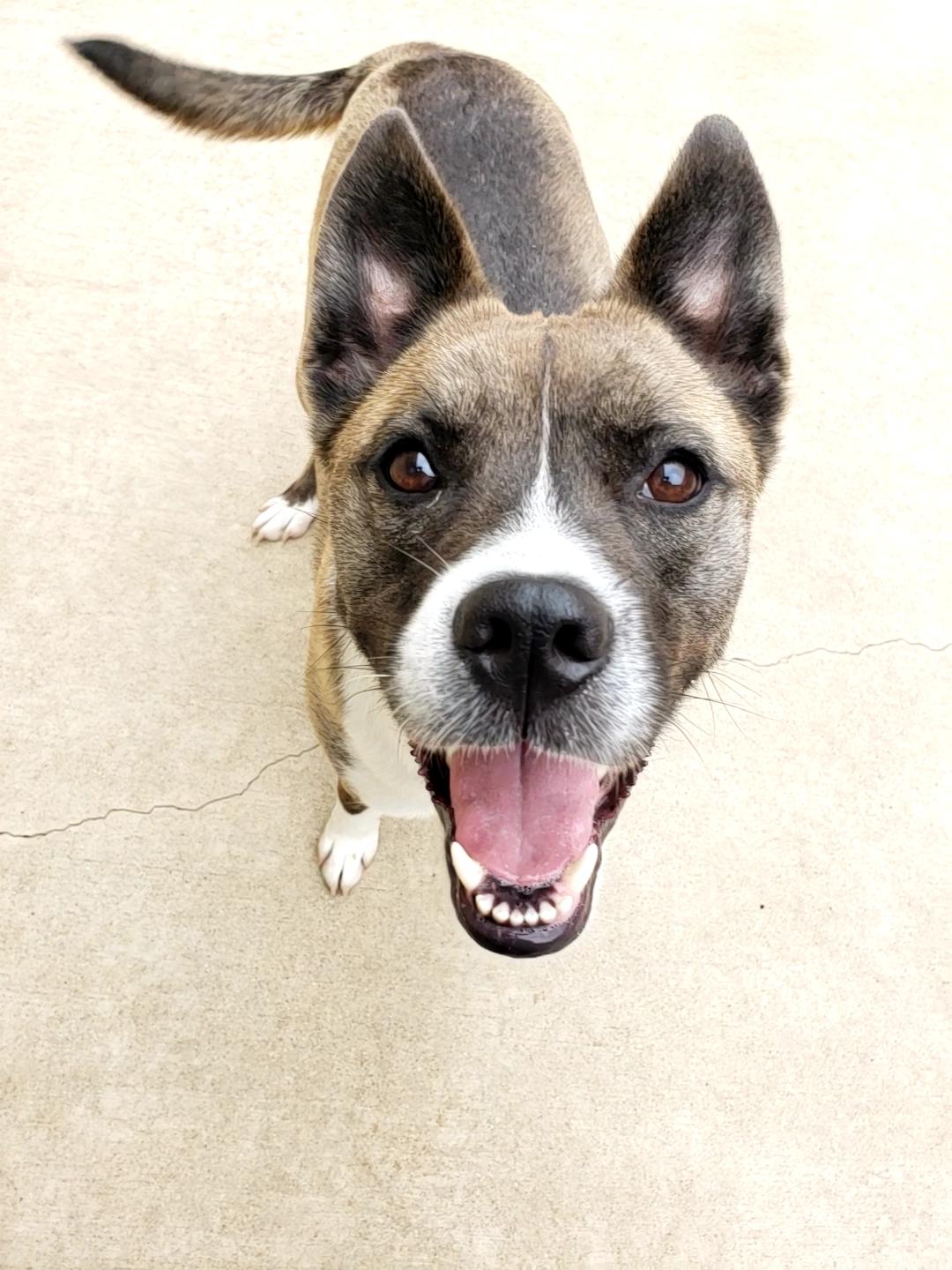 Fidget, a Adoptable mixed breed in Wheeling, IL image 4/6