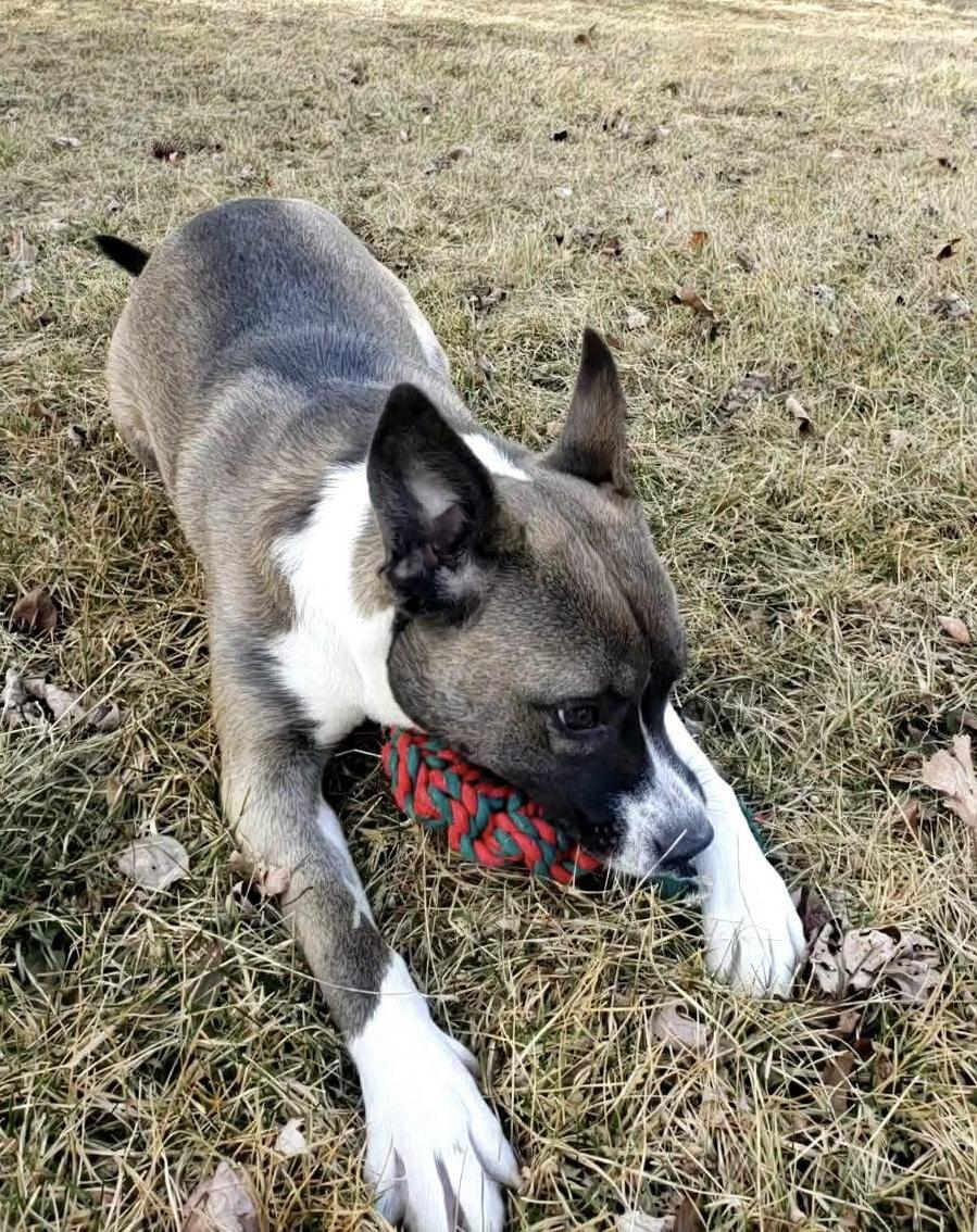 Fidget, a Adoptable mixed breed in Wheeling, IL image 5/6