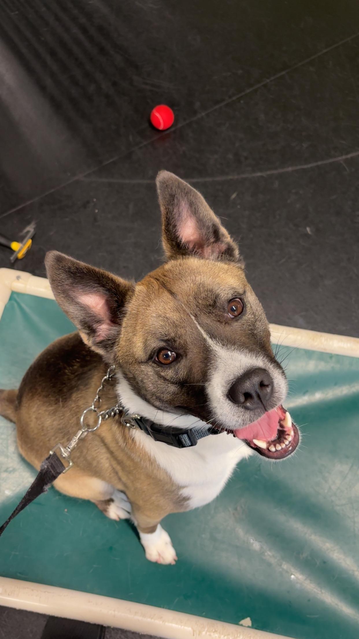 Fidget, a Adoptable mixed breed in Wheeling, IL image 6/6