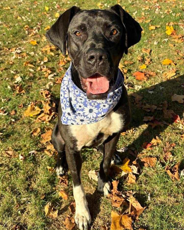 Gemma, Adoptable, Young Female Great Dane.