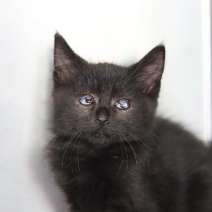 Professor Plum, Adoptable, Kitten Male Domestic Short Hair & Domestic Short Hair.