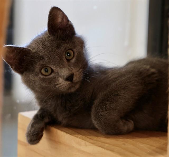 SMOKE, Adoptable, Kitten Male Domestic Short Hair.