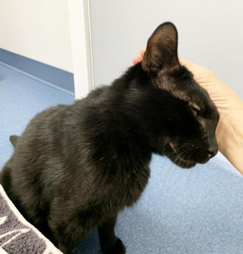 Enlarge Devon, a Adoptable Domestic Short Hair in St. Johnsbury, VT image 1/3