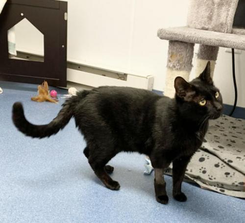 Enlarge Devon, a Adoptable Domestic Short Hair in St. Johnsbury, VT image 2/3
