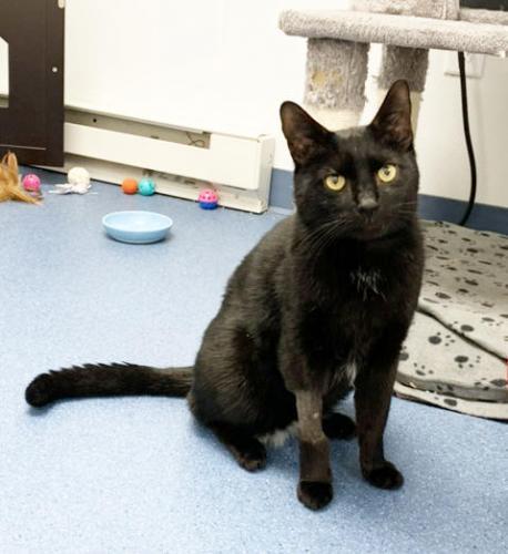 Enlarge Devon, a Adoptable Domestic Short Hair in St. Johnsbury, VT image 3/3