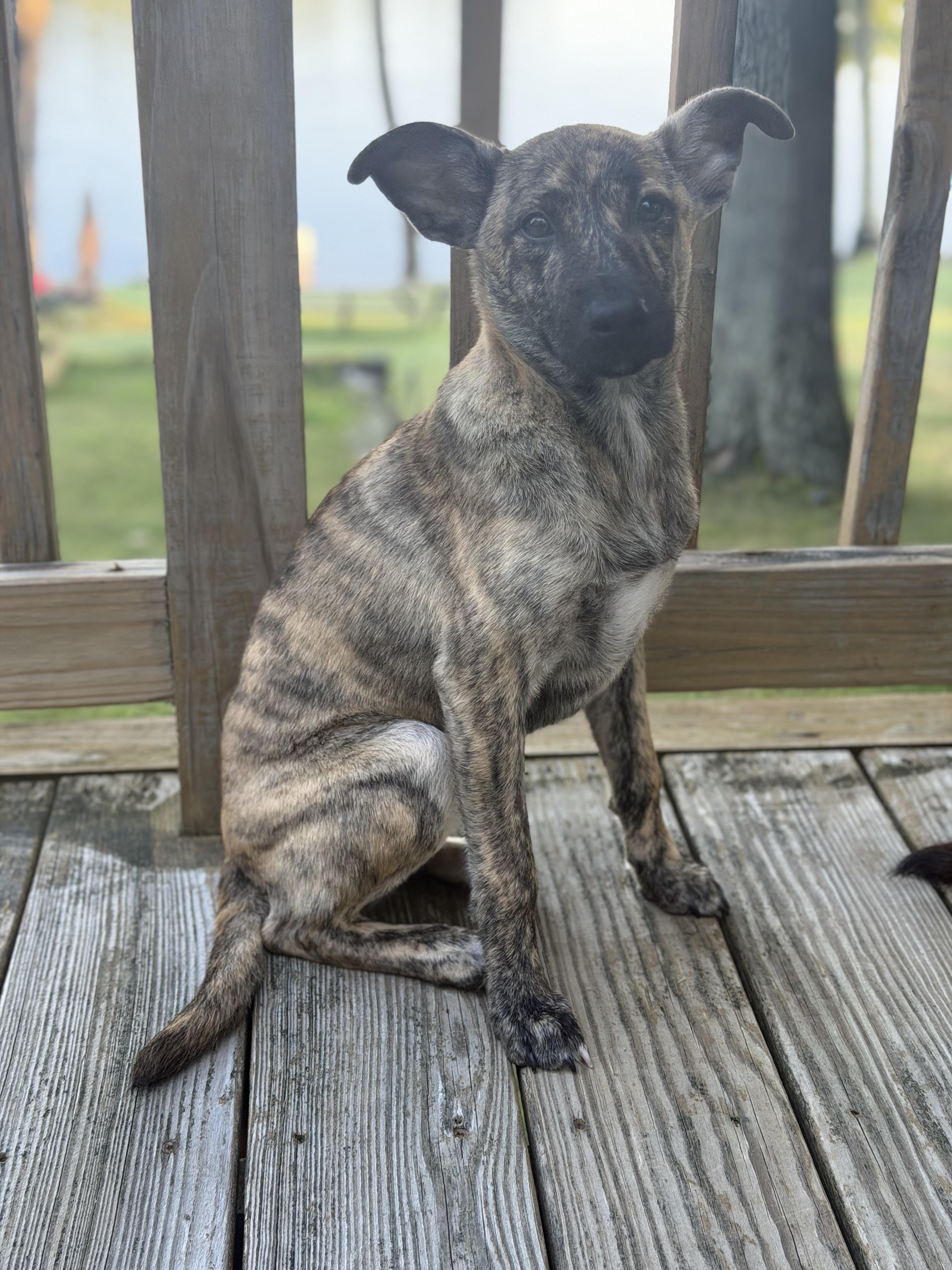 Muttsarella, a Adoptable mixed breed in Portland, ME image 1/6