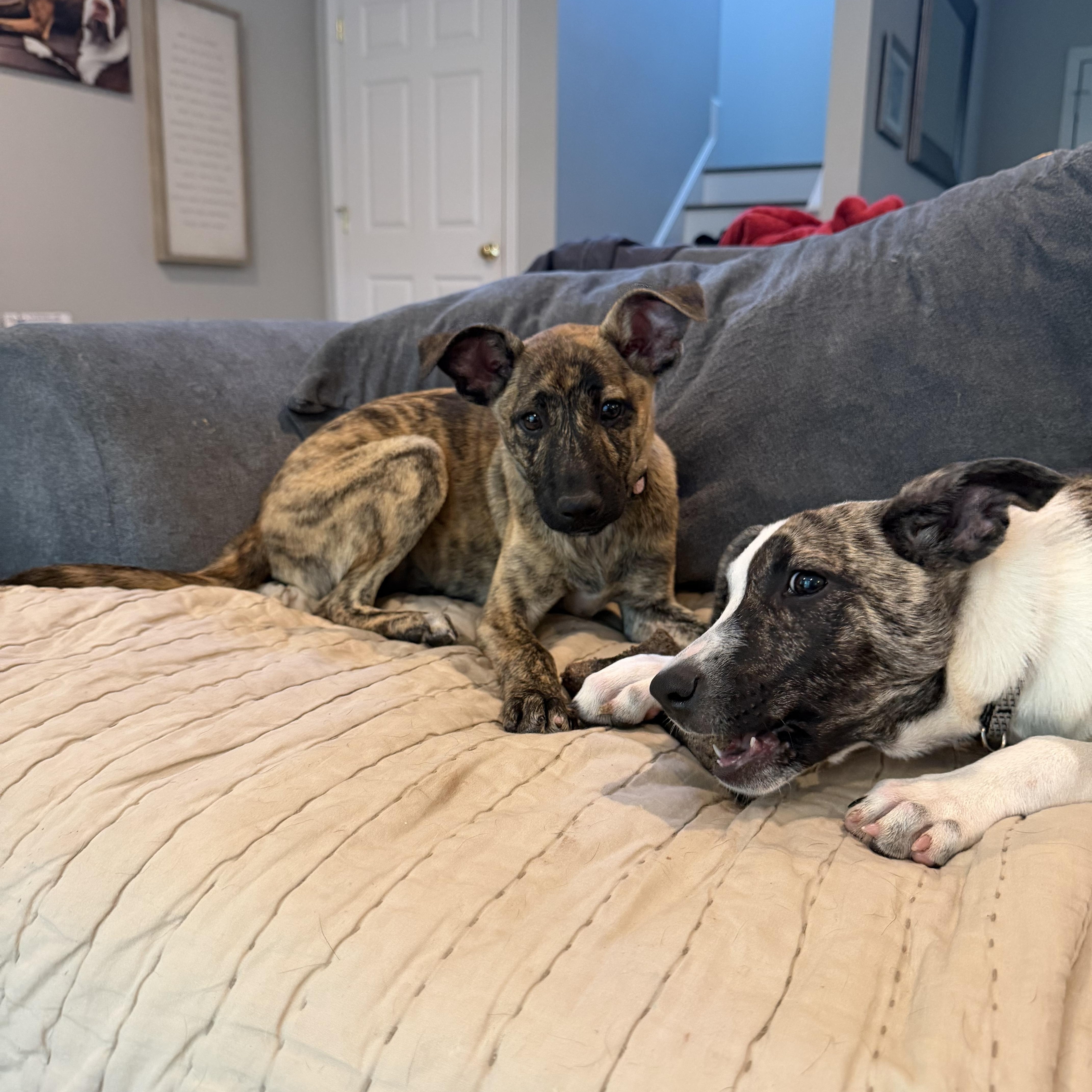 Muttsarella, a Adoptable mixed breed in Portland, ME image 5/6
