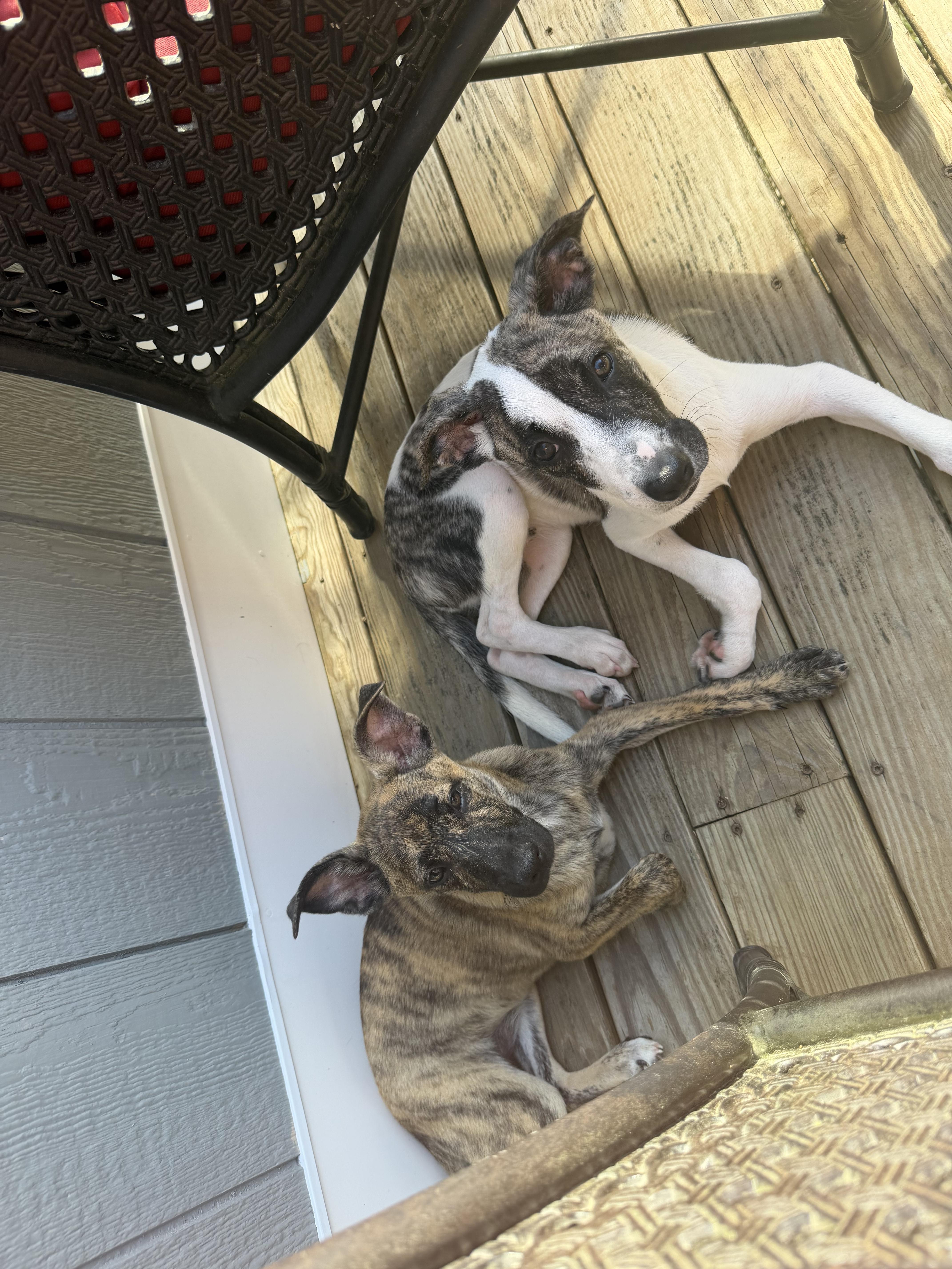 Muttsarella, a Adoptable mixed breed in Portland, ME image 6/6