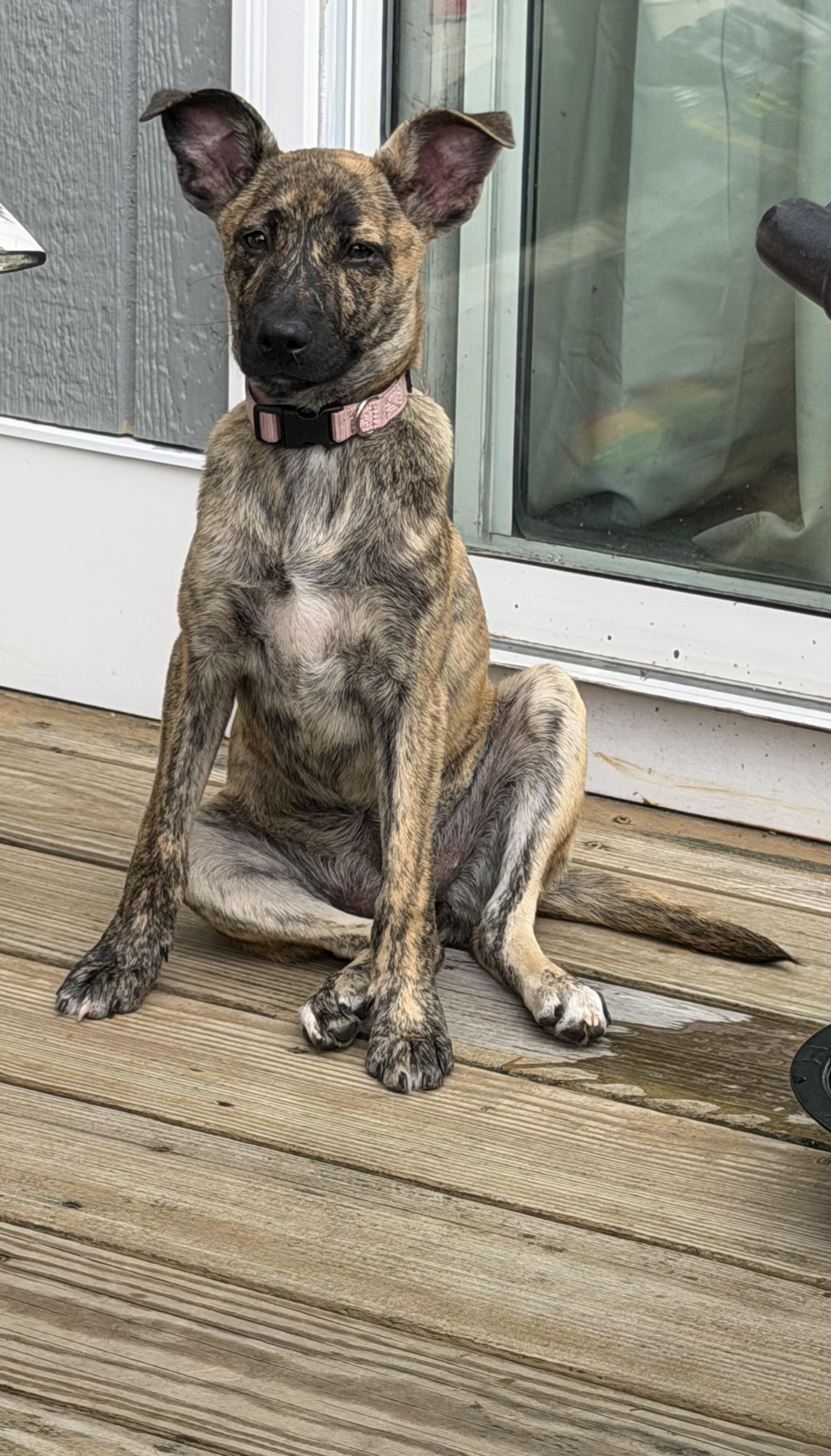 Muttsarella, a Adoptable mixed breed in Portland, ME image 2/6