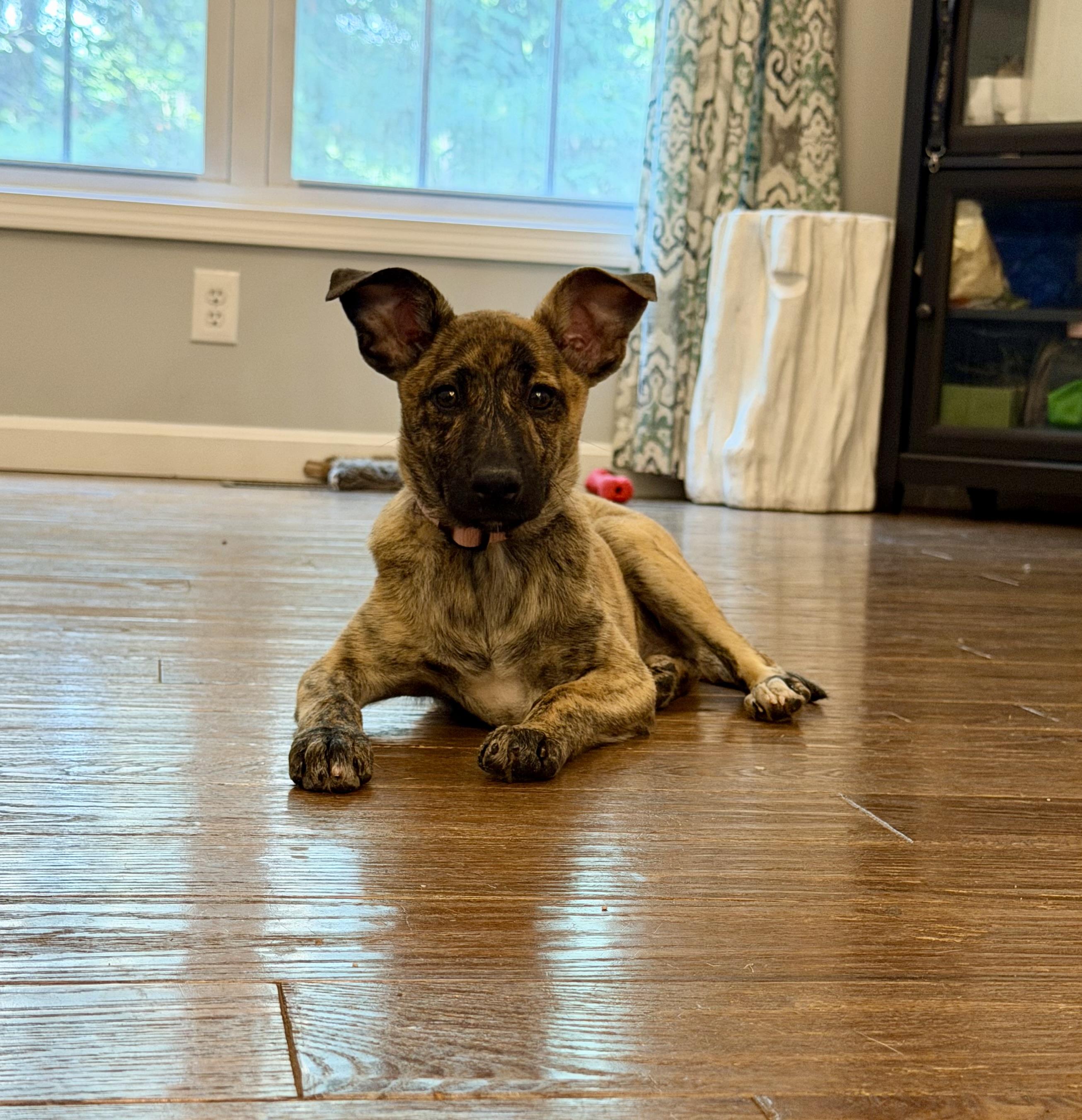 Muttsarella, a Adoptable mixed breed in Portland, ME image 3/6