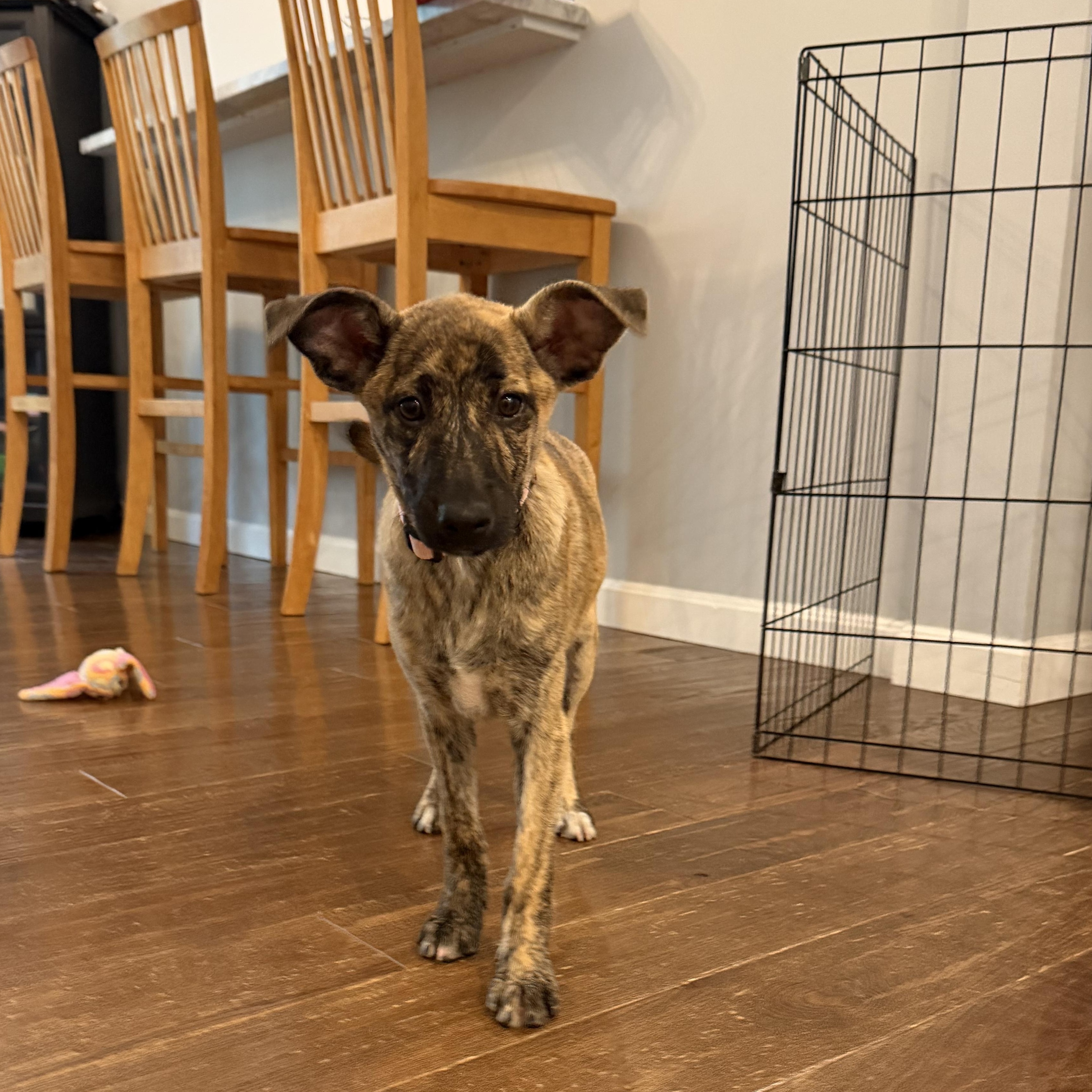 Muttsarella, a Adoptable mixed breed in Portland, ME image 4/6