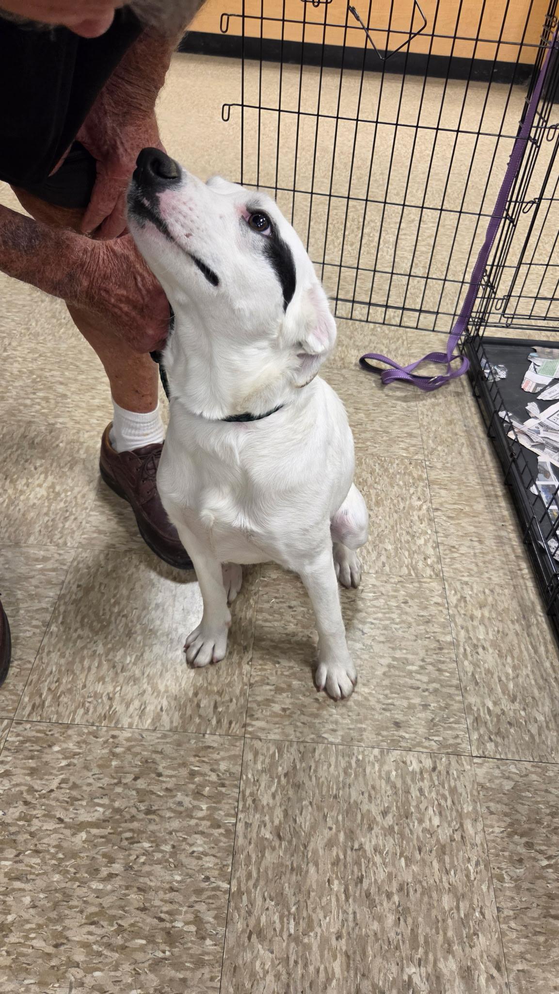 Enlarge Lucy, a Adoptable Australian Cattle Dog / Blue Heeler in Lonedell, MO image 3/4