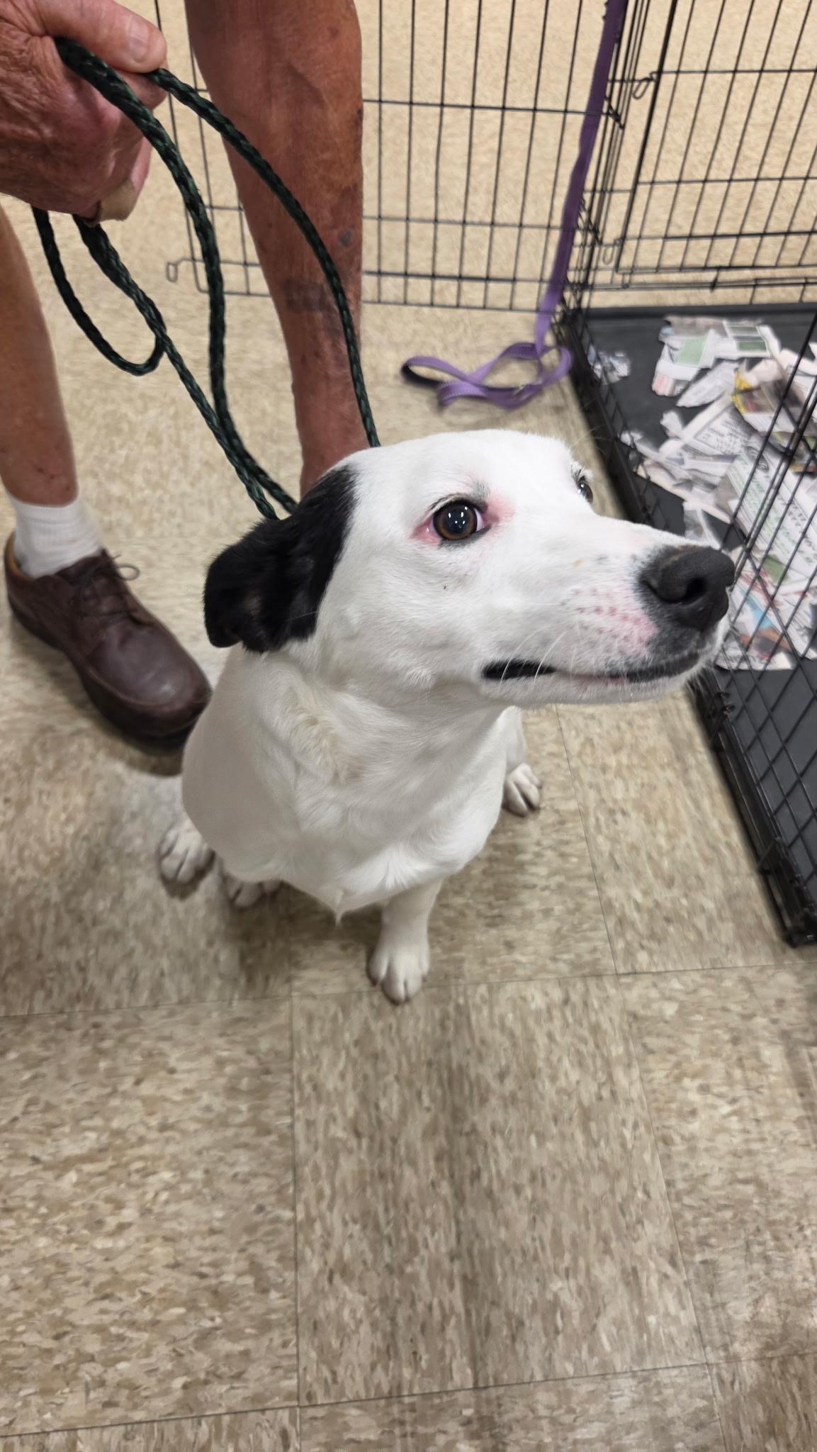Enlarge Lucy, a Adoptable Australian Cattle Dog / Blue Heeler in Lonedell, MO image 2/4