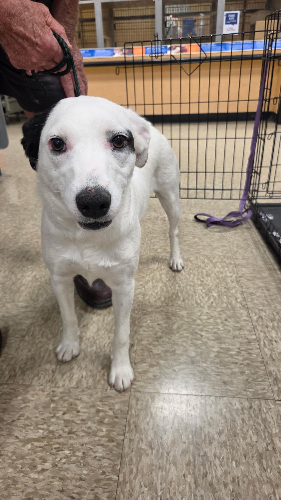 Lucy, Adoptable, Young Female Australian Cattle Dog / Blue Heeler.