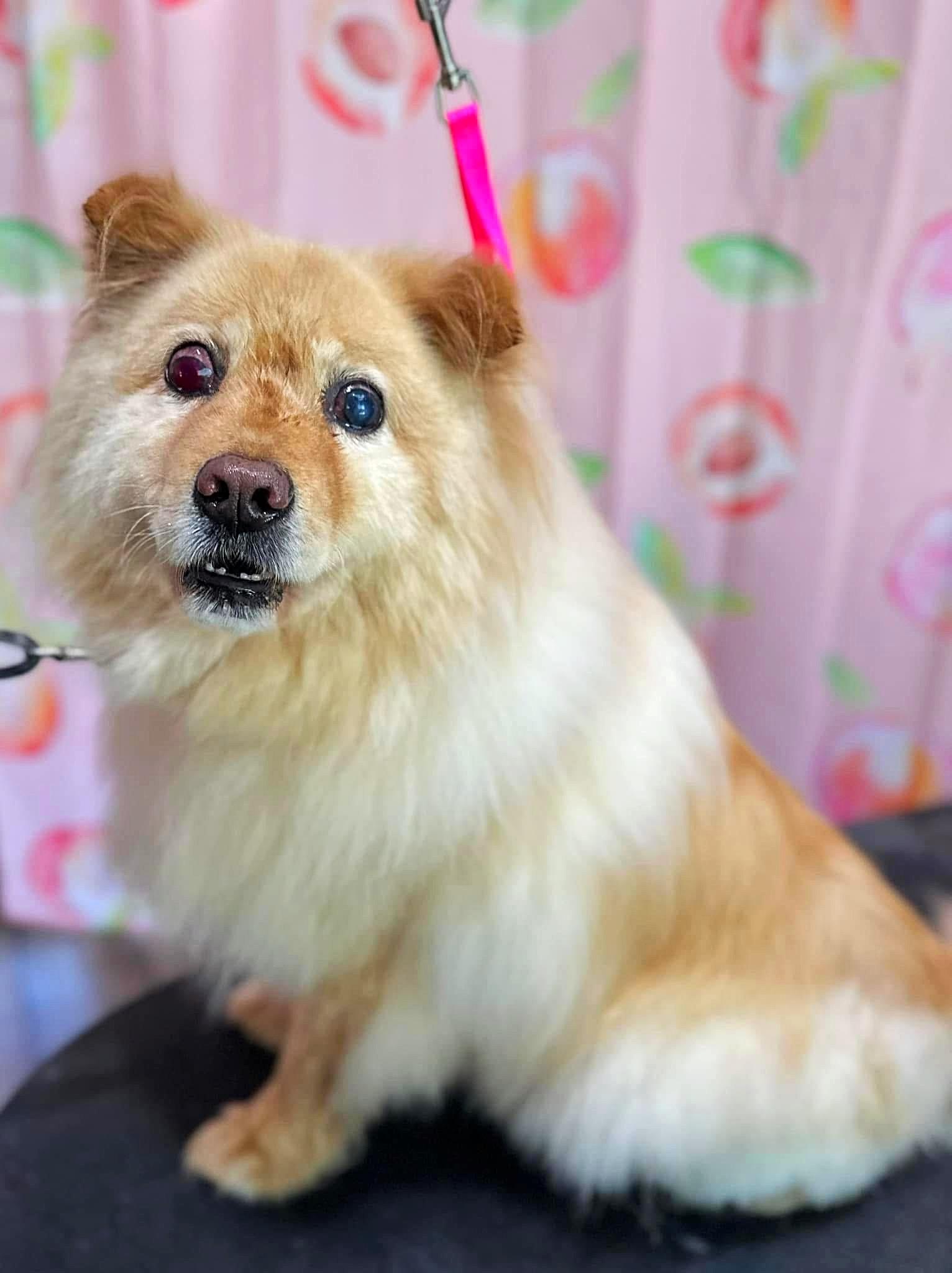 Ginger, Senior Female Chow Chow