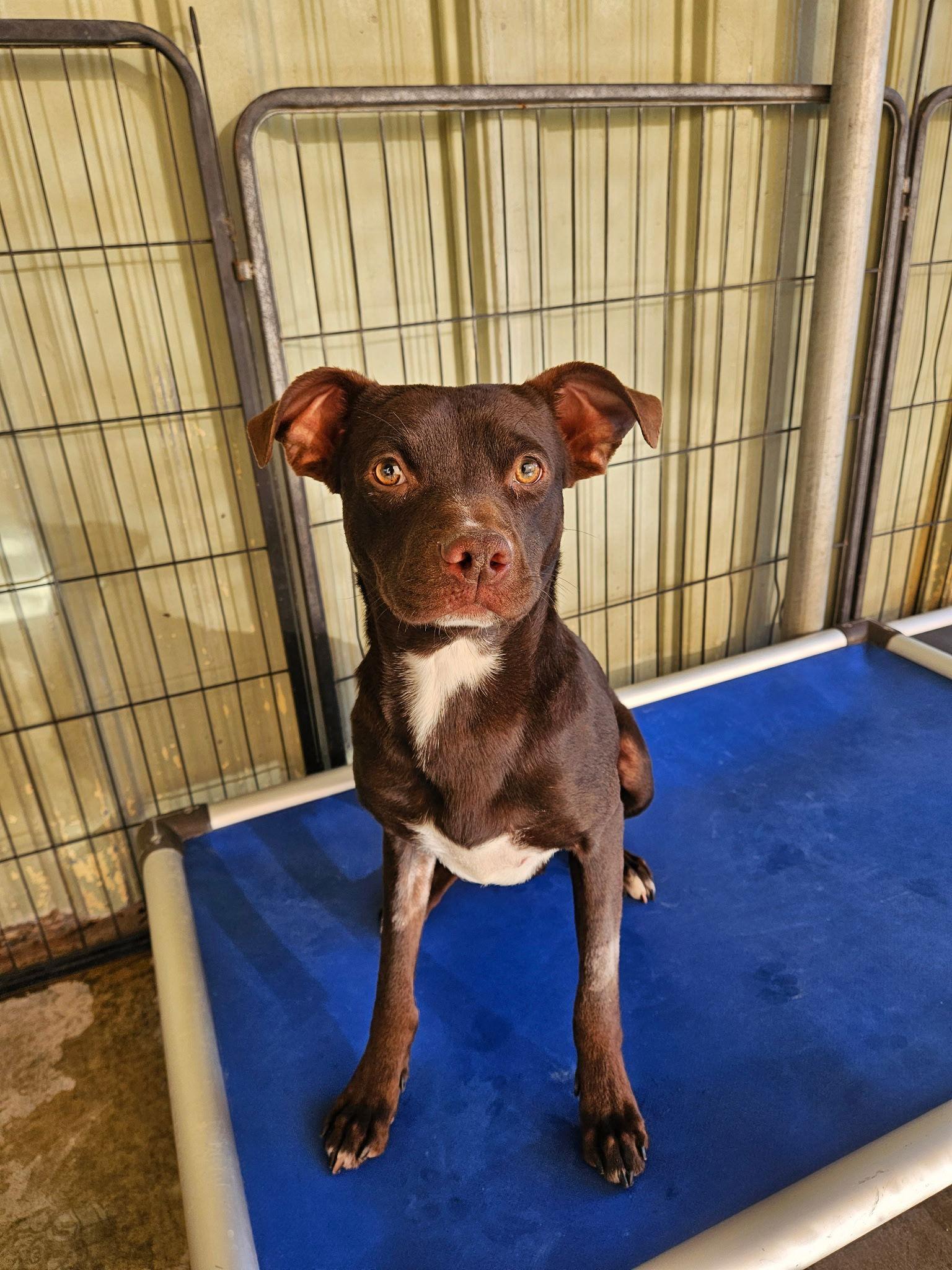 Bailey, Adoptable, Young Female Labrador Retriever & Boxer.