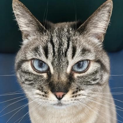 Enlarge Mama, a Adoptable mixed breed in Burlington, WA image 1/3