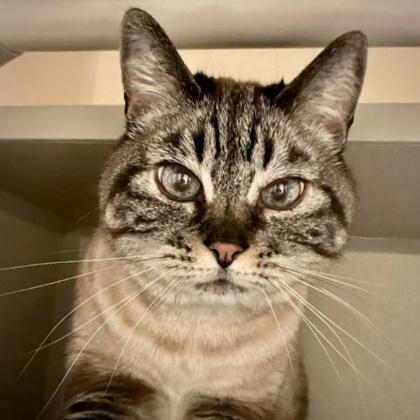 Mama, Adoptable, Senior Female Domestic Short Hair & Domestic Short Hair.