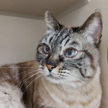 Enlarge Mama, a Adoptable mixed breed in Burlington, WA image 2/3