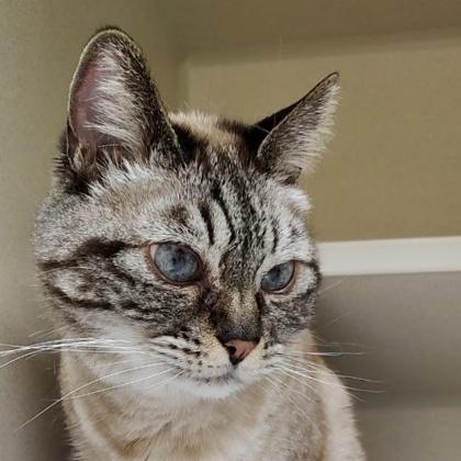 Enlarge Mama, a Adoptable mixed breed in Burlington, WA image 3/3