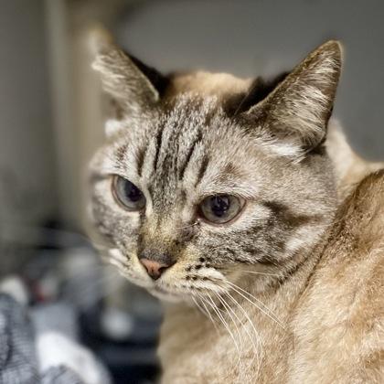 Enlarge Mama, a Adoptable mixed breed in Burlington, WA image 3/3