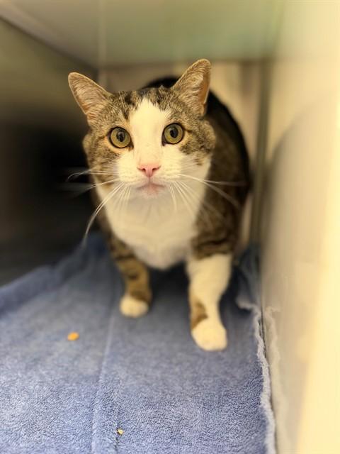 LOKI, Adoptable, Adult Male Domestic Short Hair.
