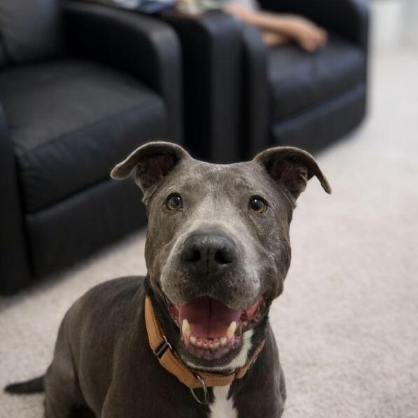 Rex Loves Toys — thumbnail 4