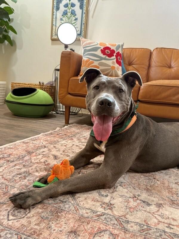 Rex Loves Toys — thumbnail 5