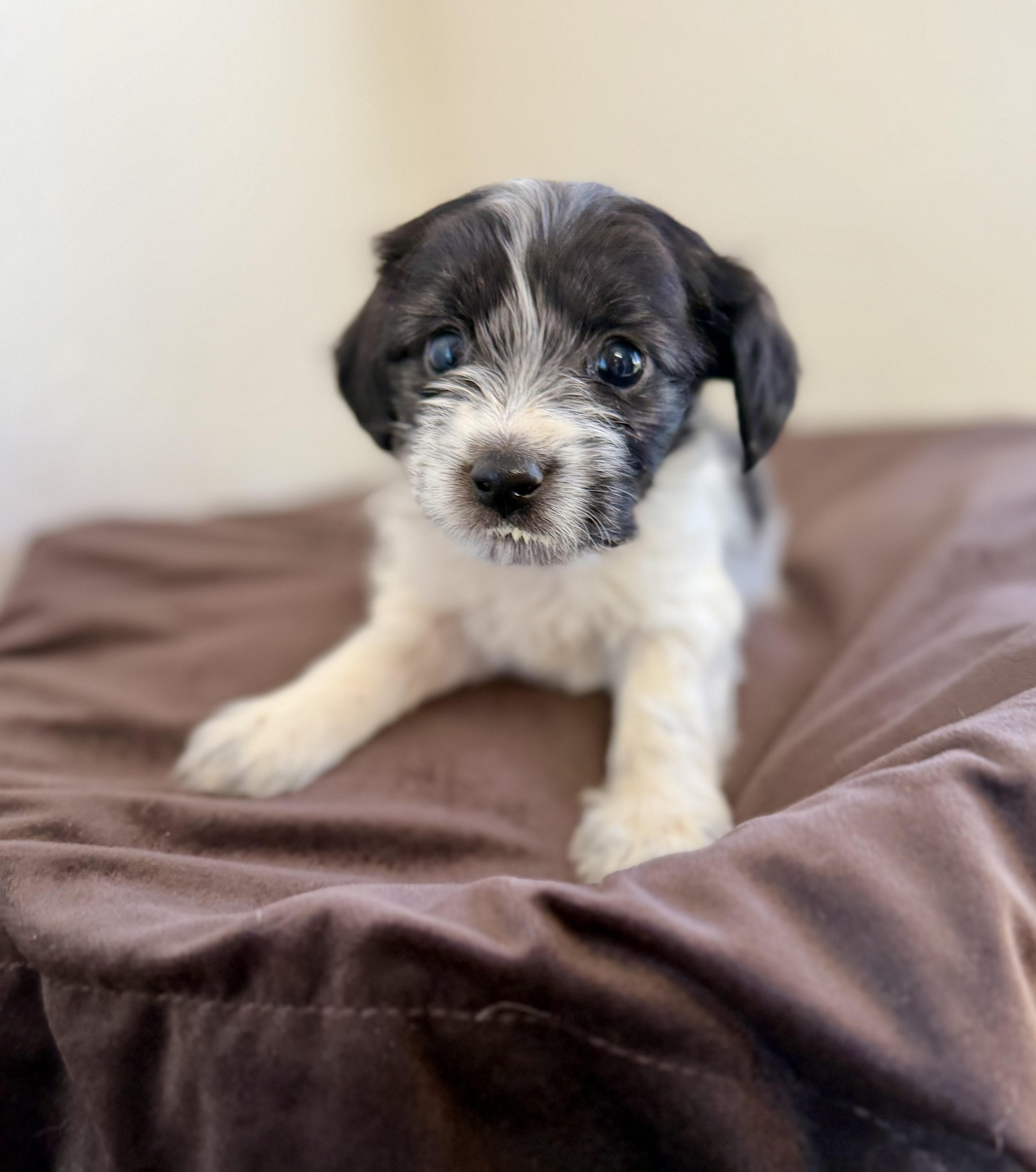 Enlarge Ferdinand, an adopted mixed breed in Sonora, CA image 2/3