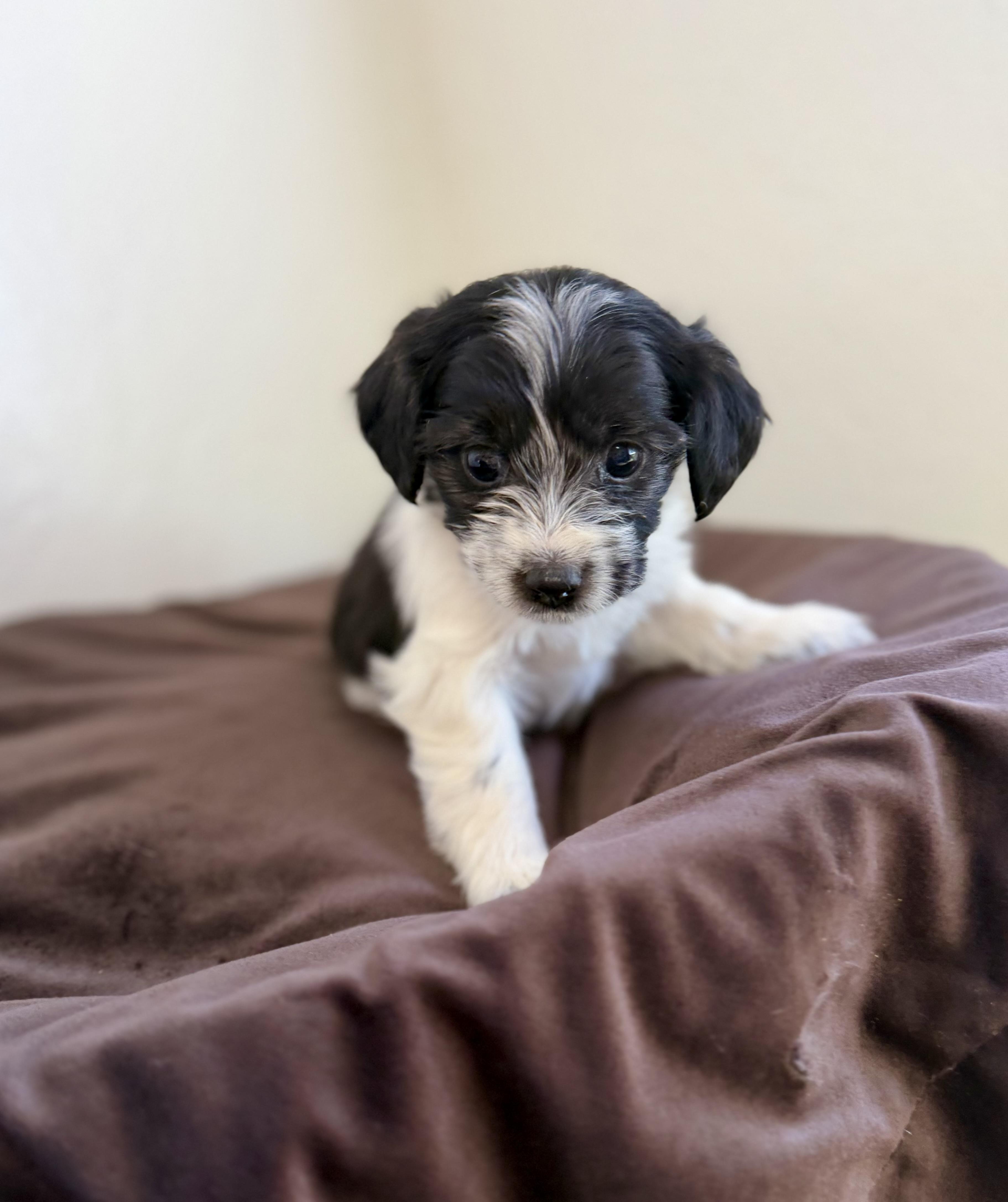 Enlarge Ferdinand, an adopted mixed breed in Sonora, CA image 3/3