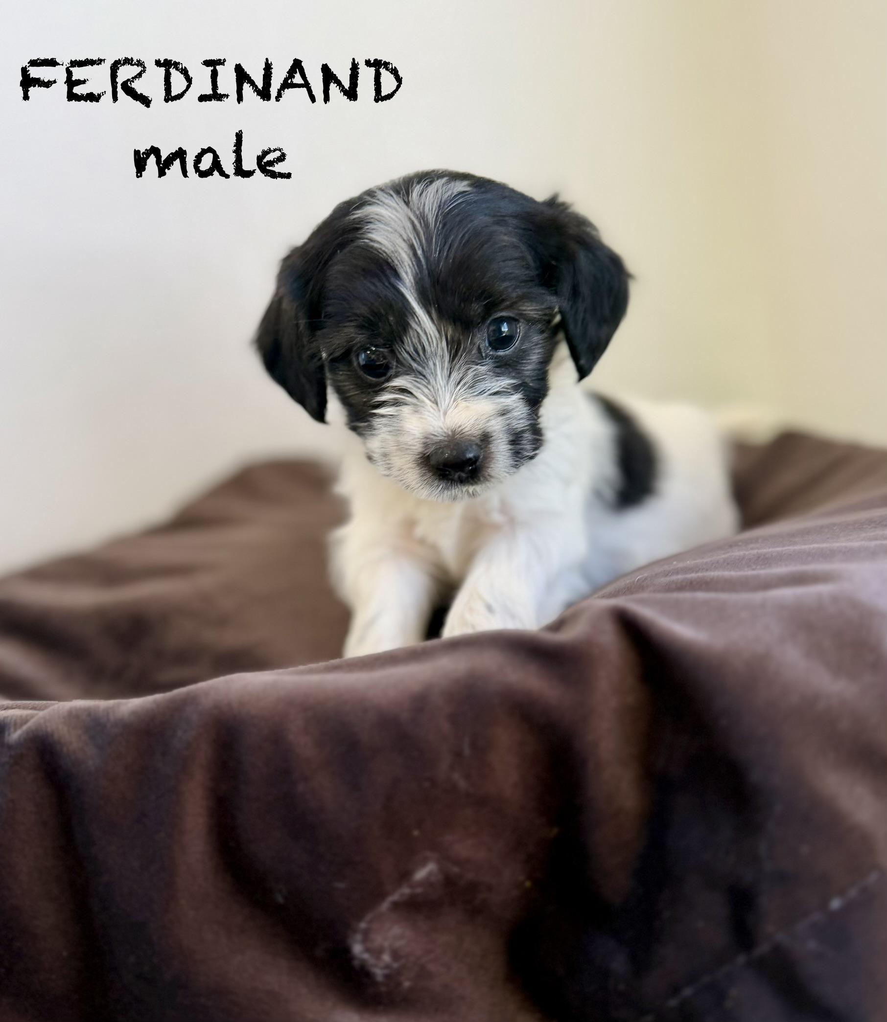 Ferdinand, adopted, Puppy Male Terrier.