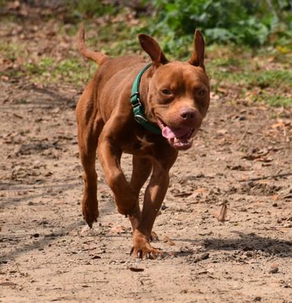 Caramel, an adopted mixed breed in Inverness, FL image 2/2
